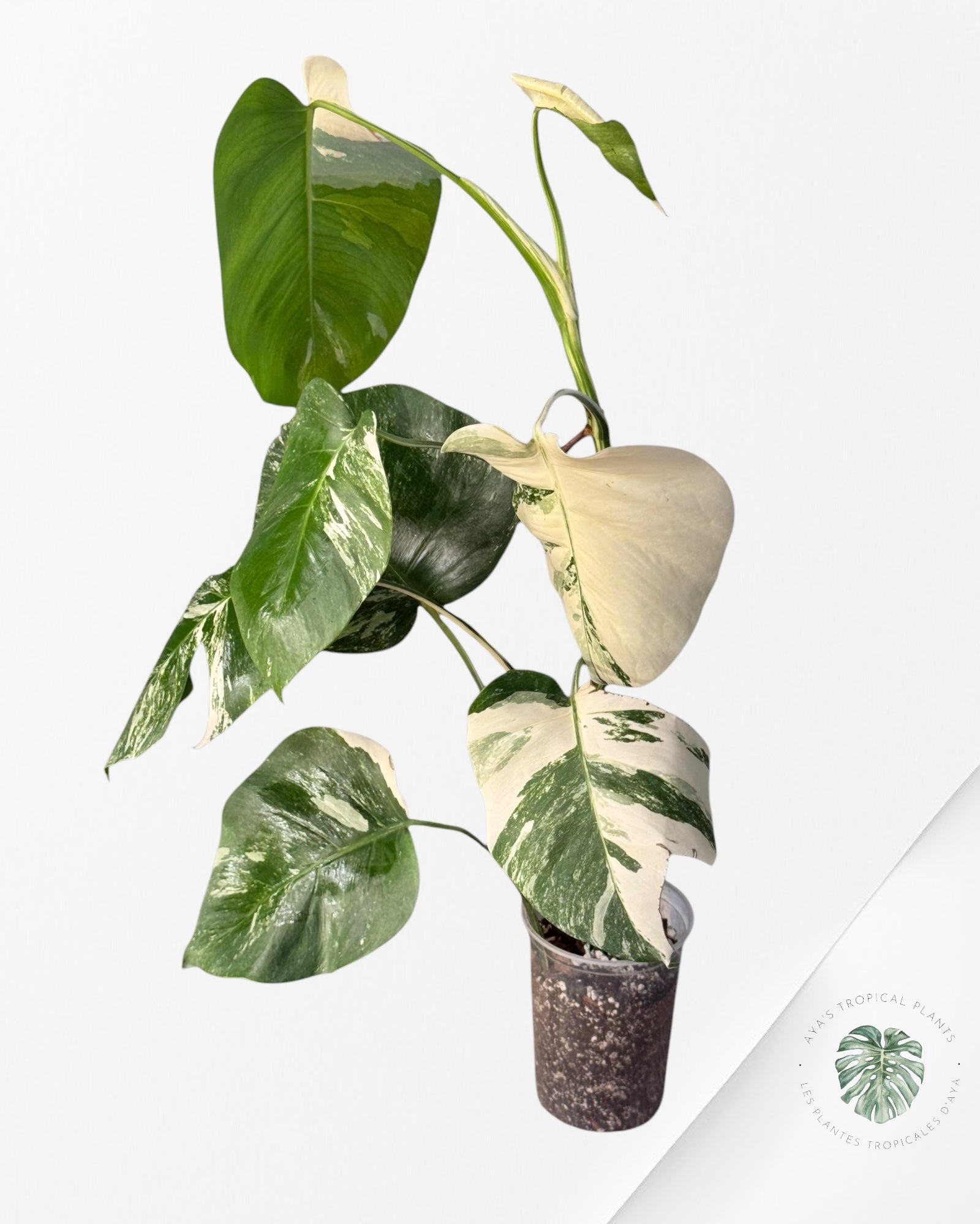 Monstera albo -JA300