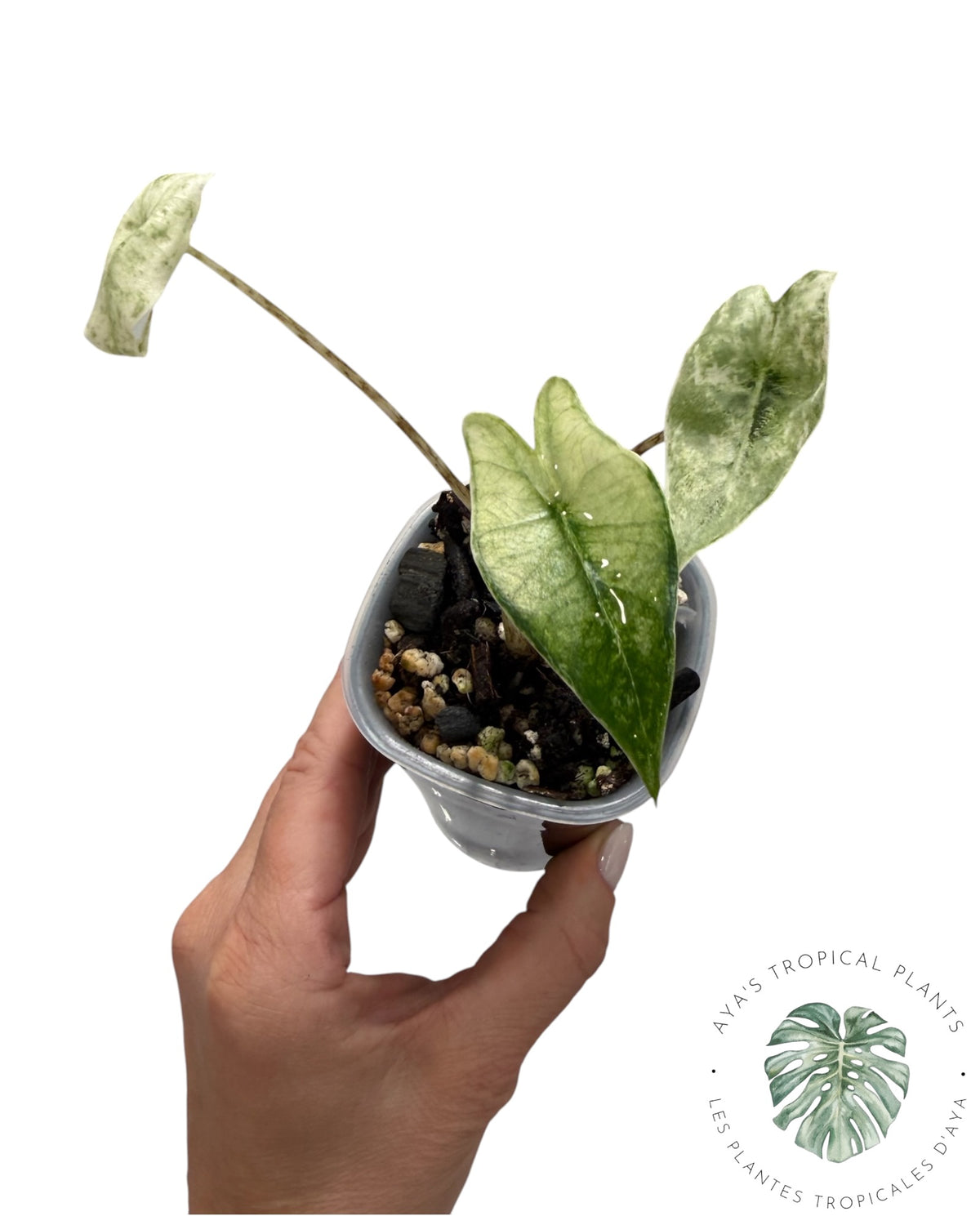 Alocasia Zebrina Mint
