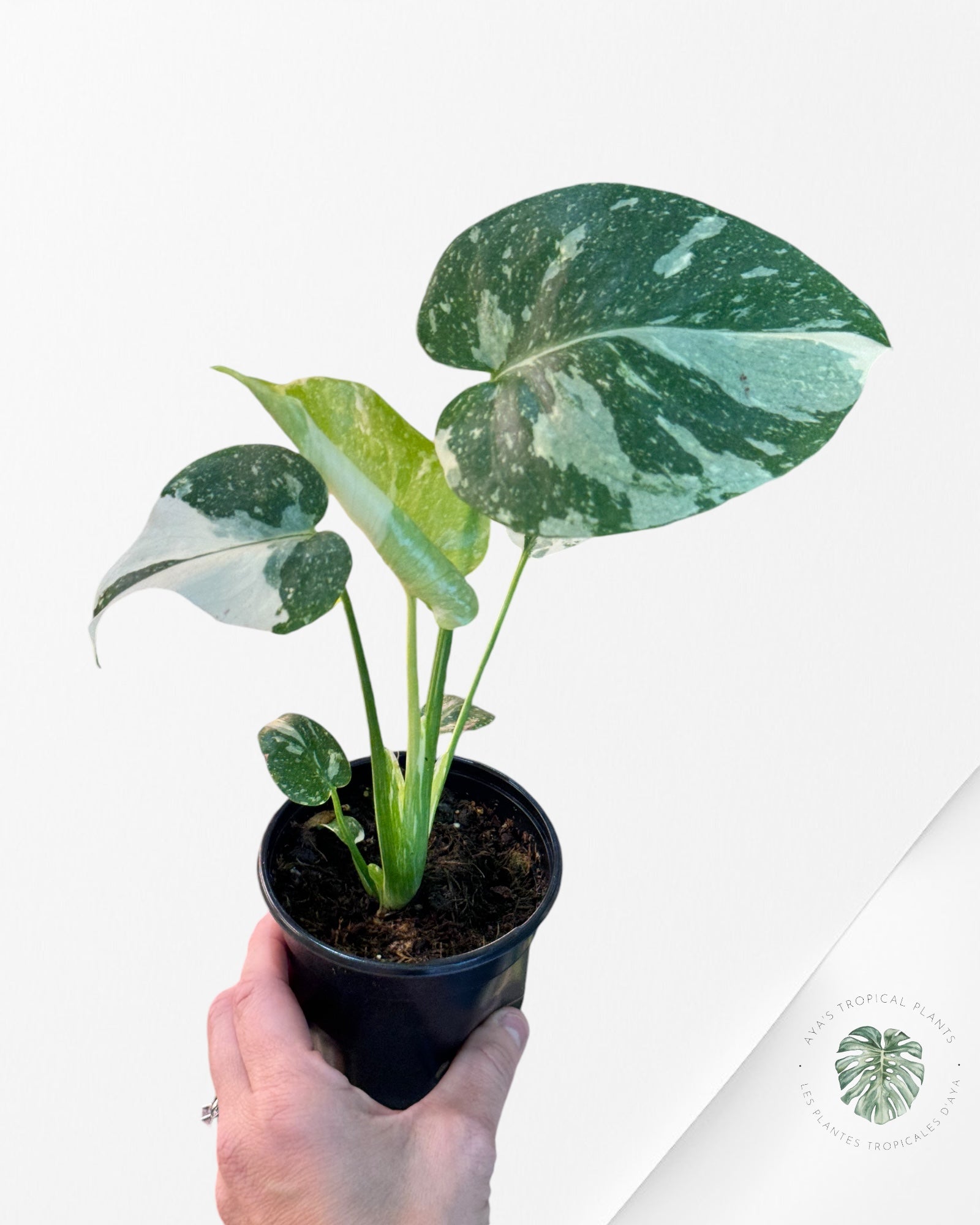 Monstera Thai Constellation-2