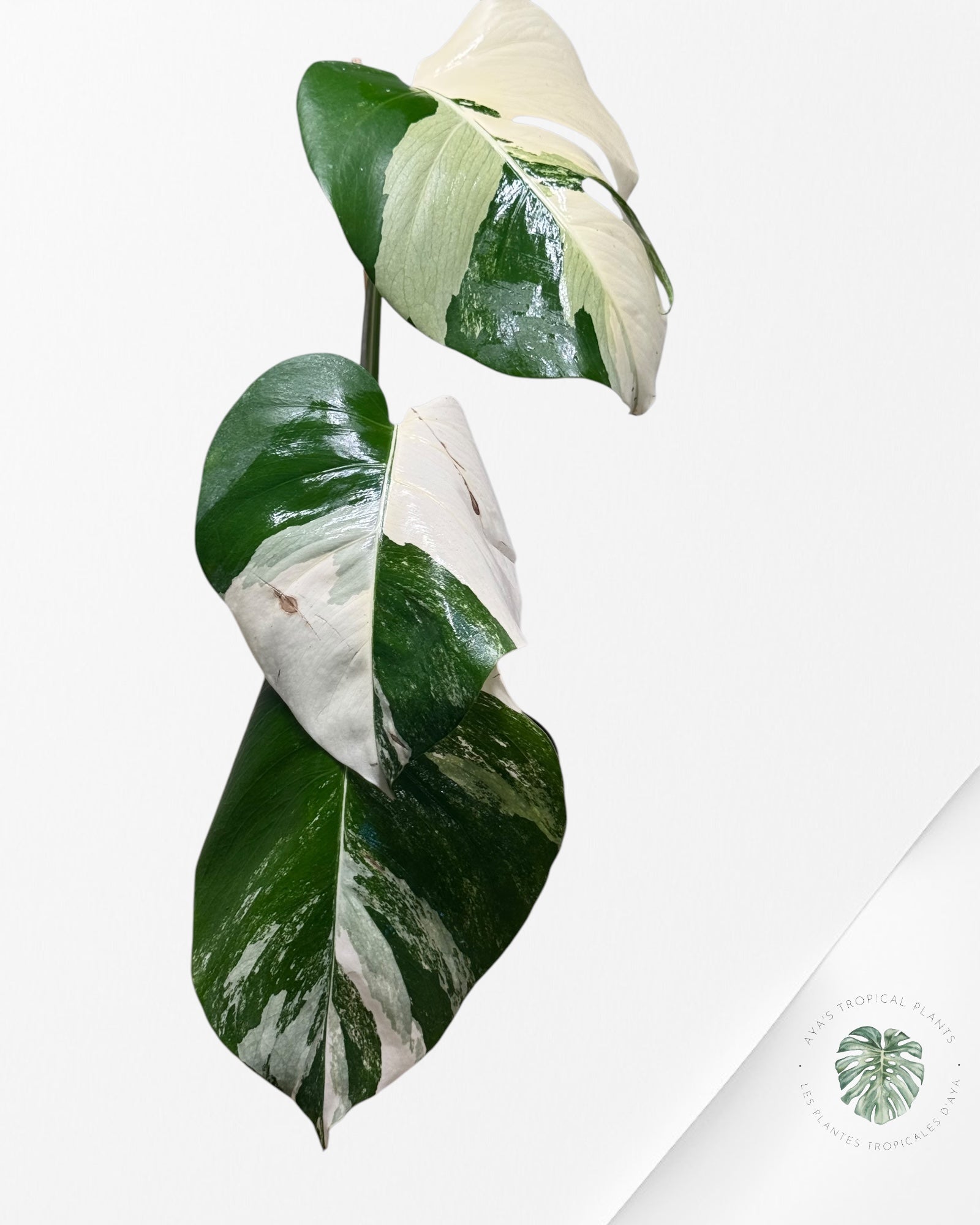 Monstera albo -JA500