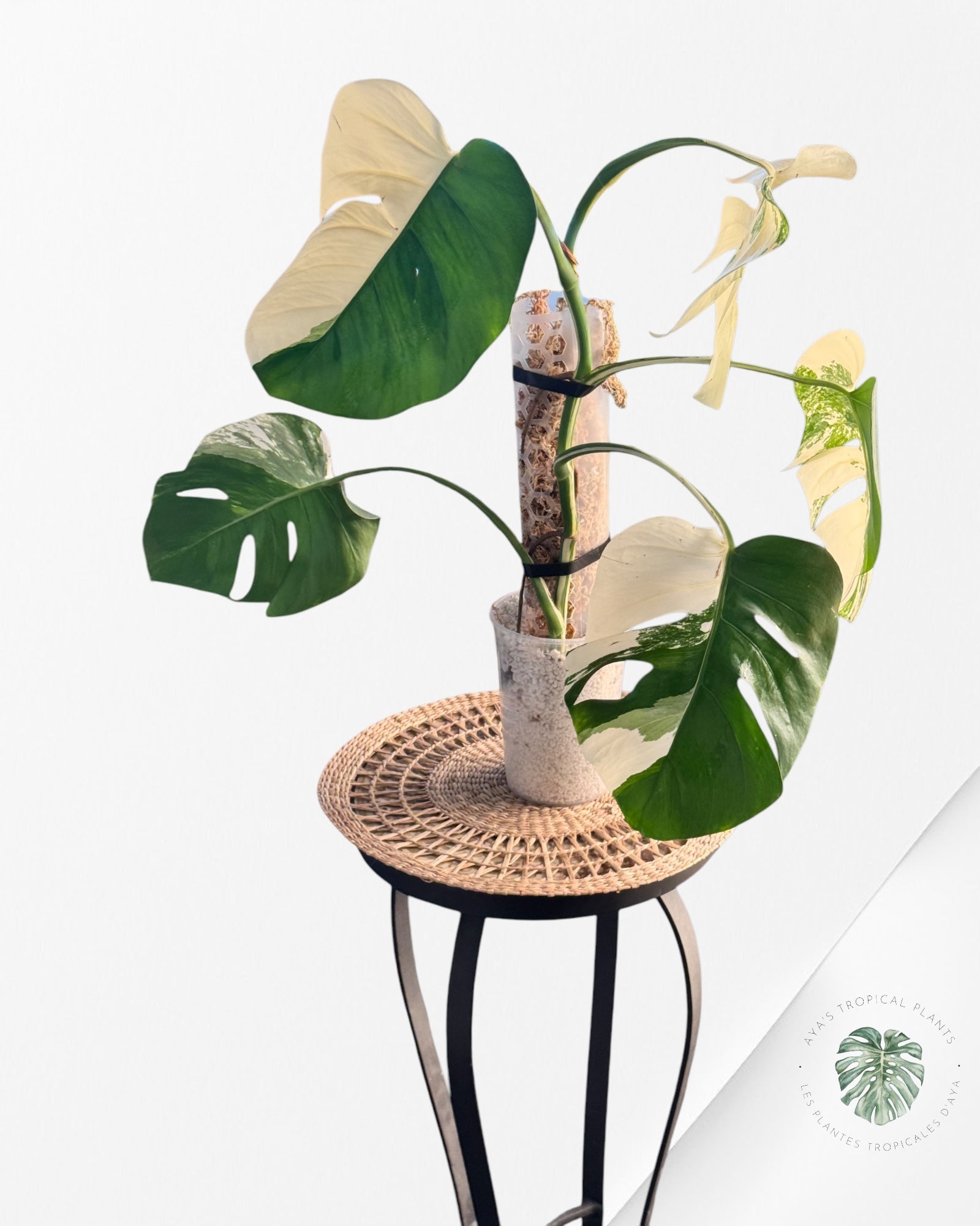 Monstera albo -JA600