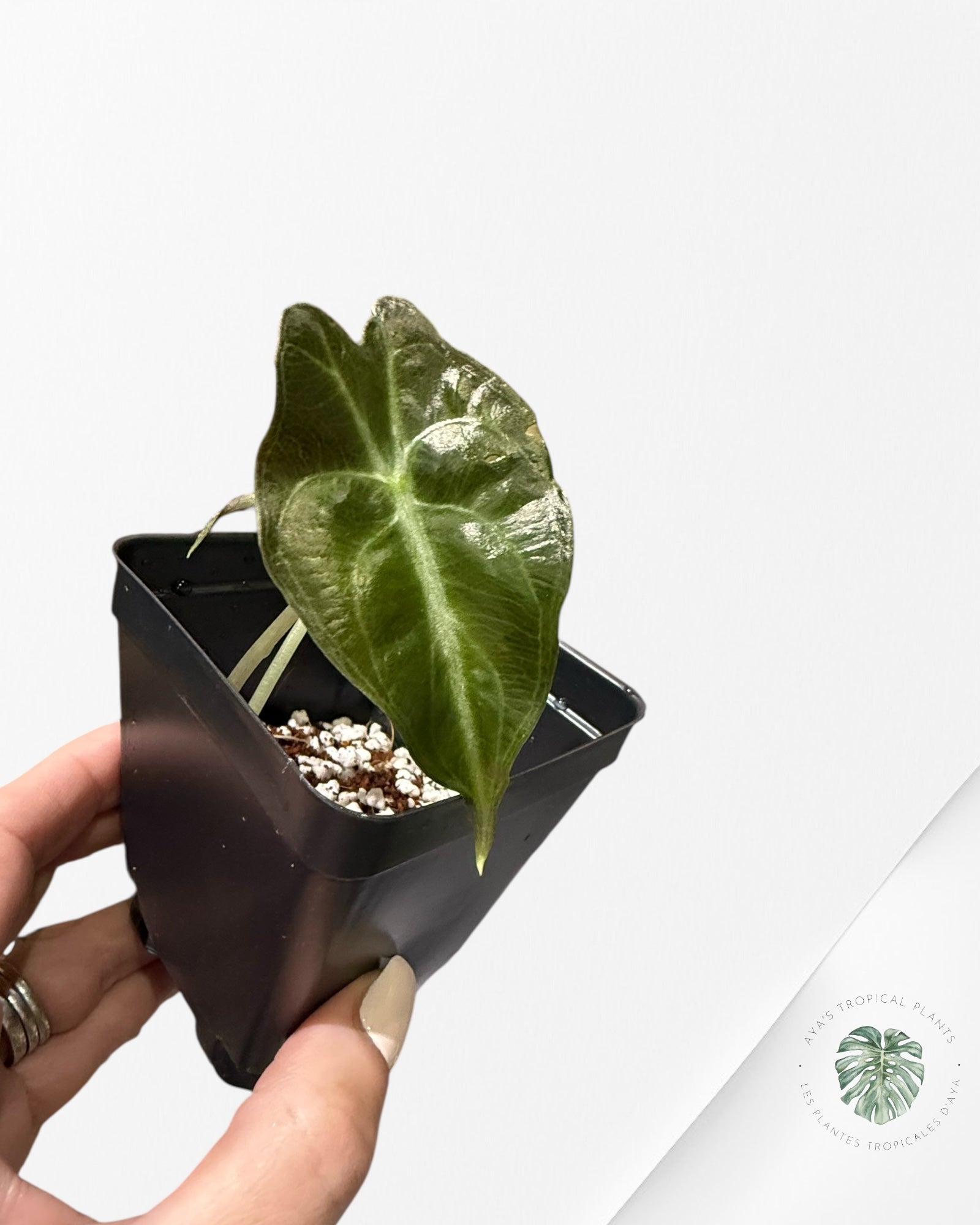 Alocasia Venom - 0