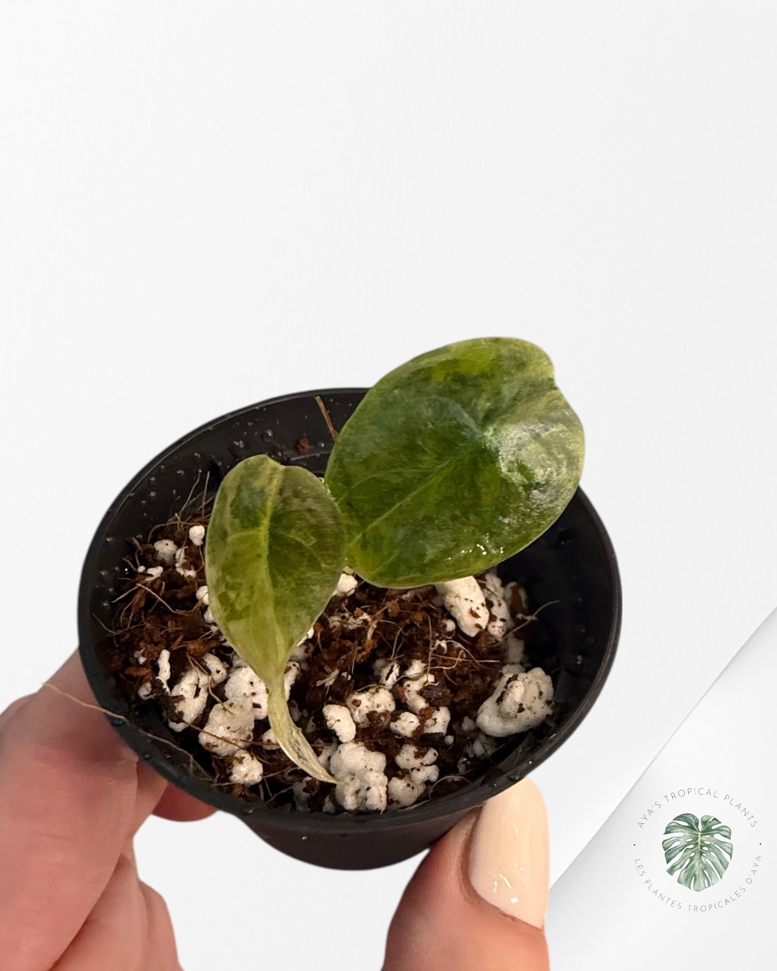 Alocasia Cuprea Golden Latte - 0