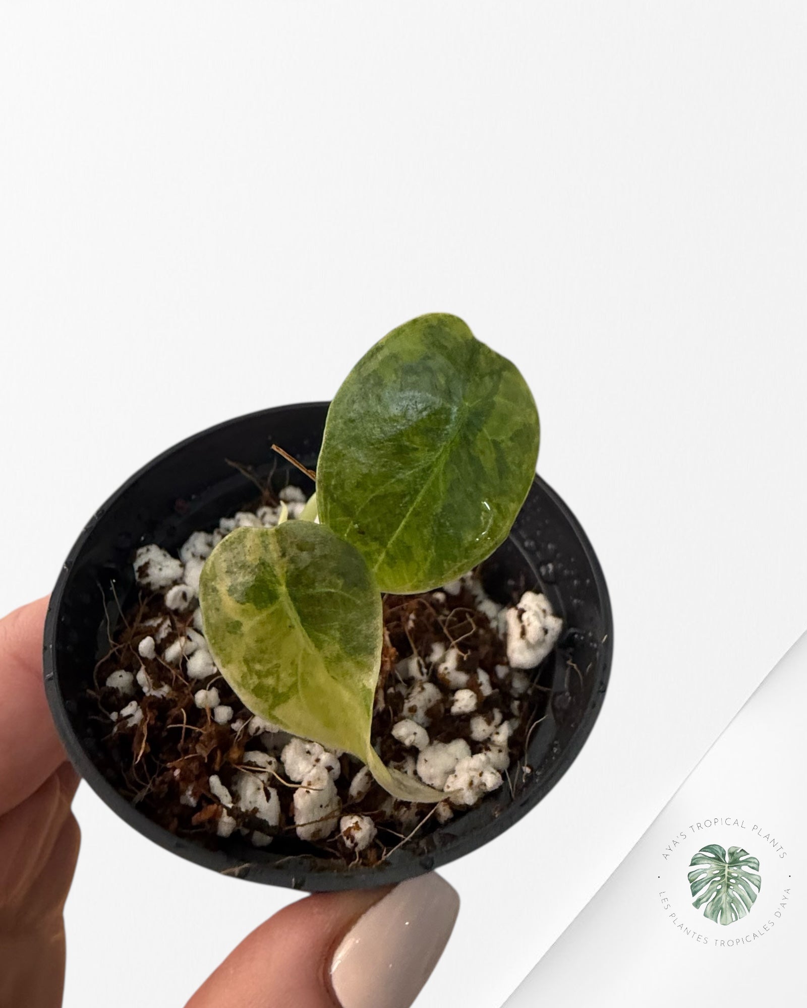 Alocasia Cuprea Golden Latte - 0