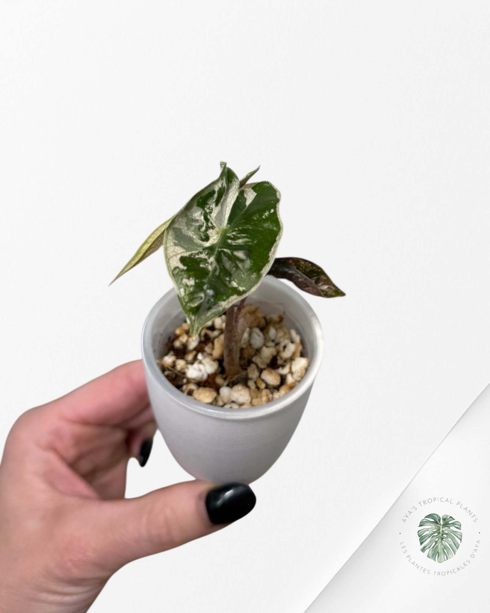 Alocasia Pseudo-Sanderiana Pink Variegated