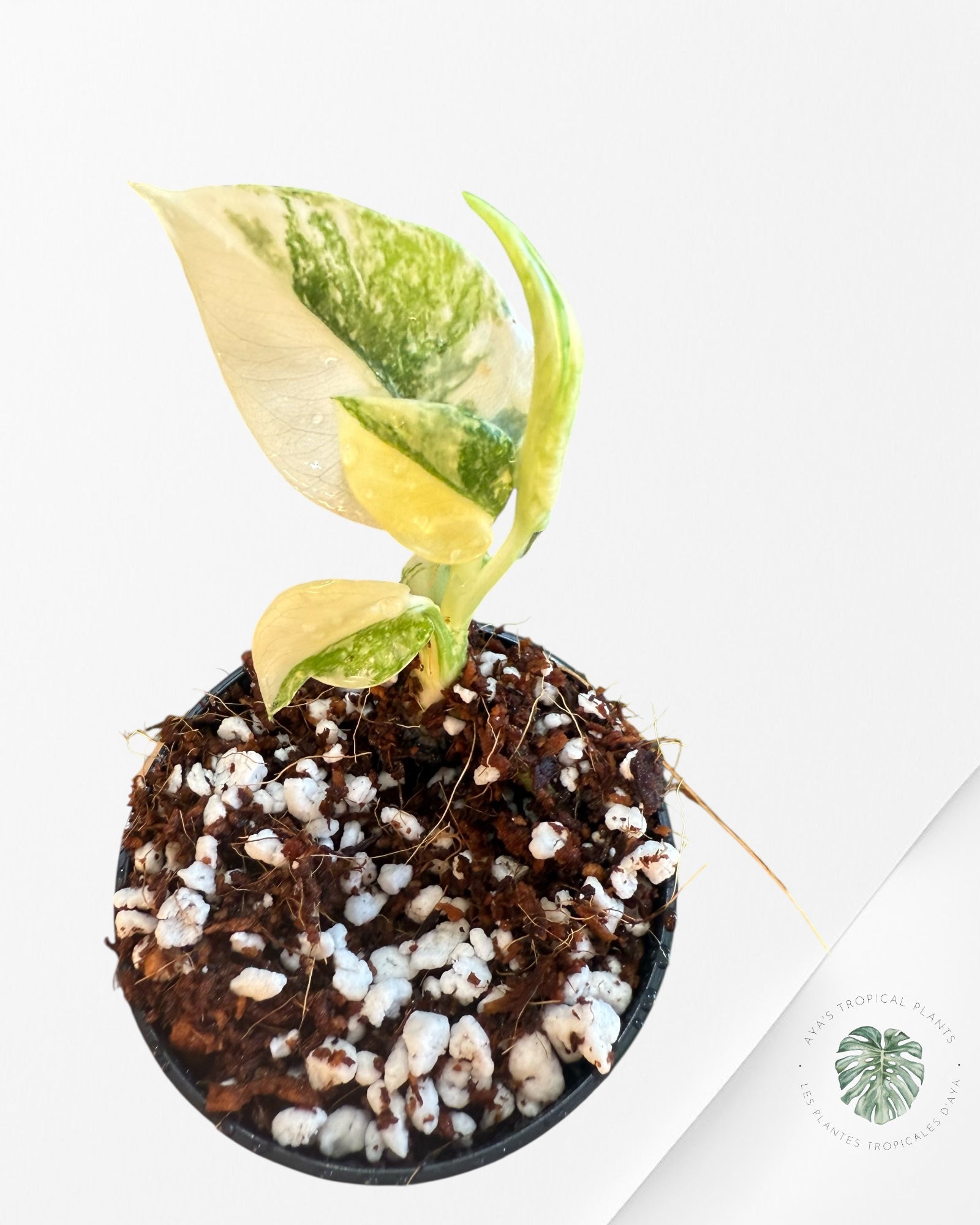 Monstera Green Snow - 0