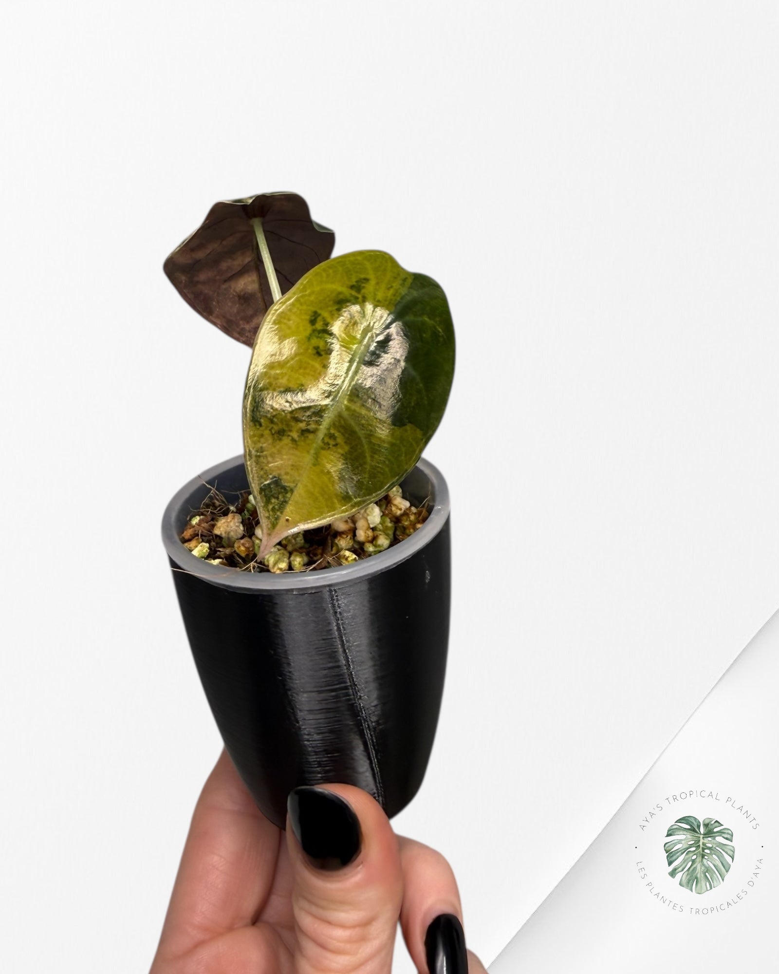 Alocasia Sedenii Aurea Variegated