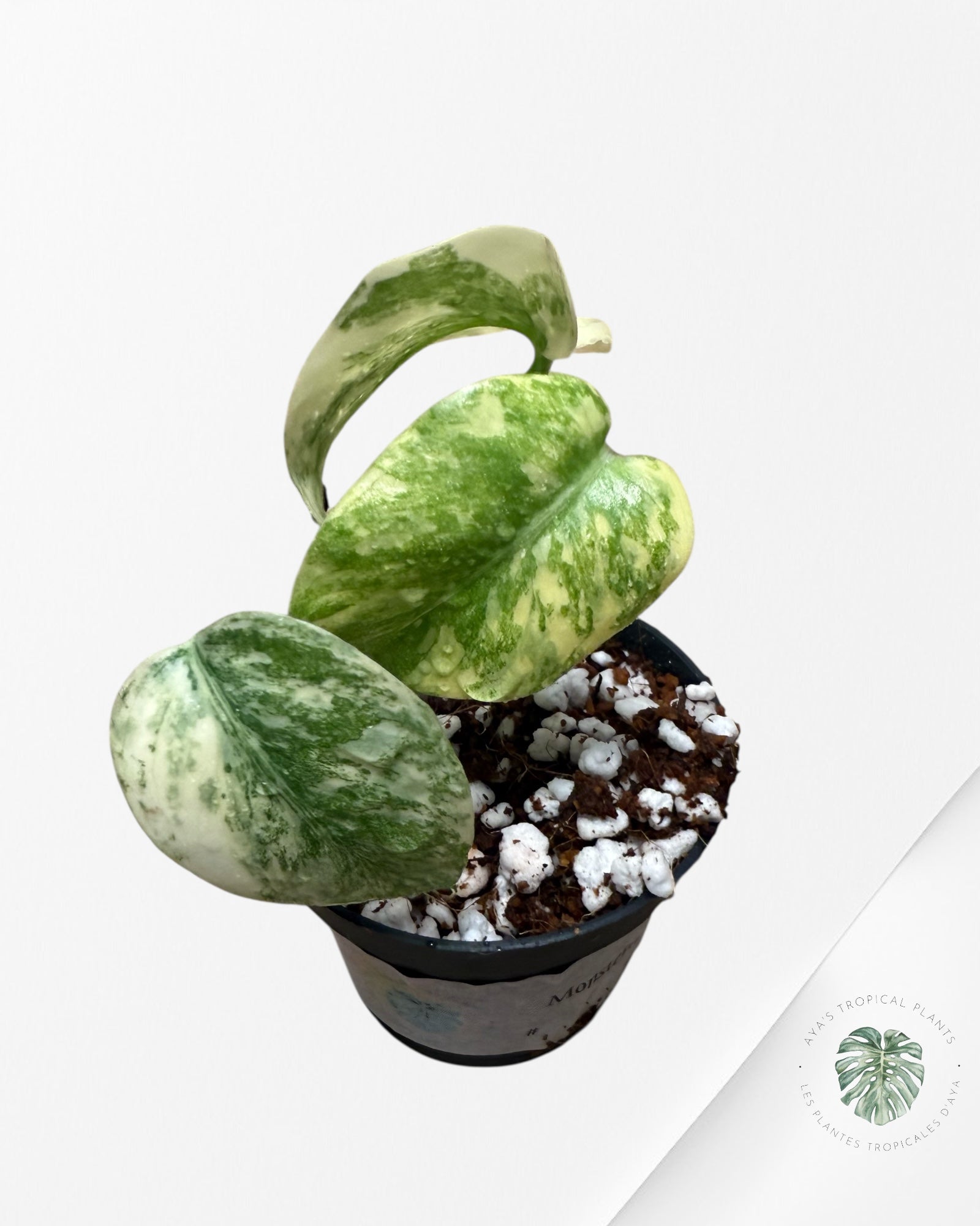 Monstera Vestige- 0