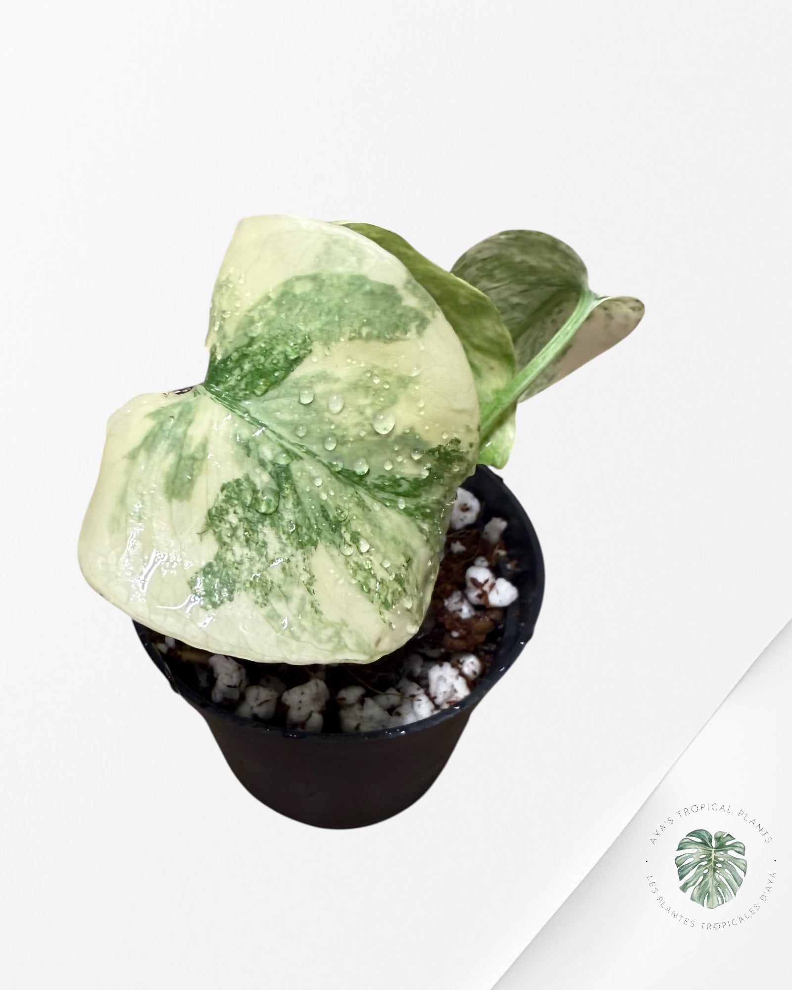 Monstera Vestige- 0