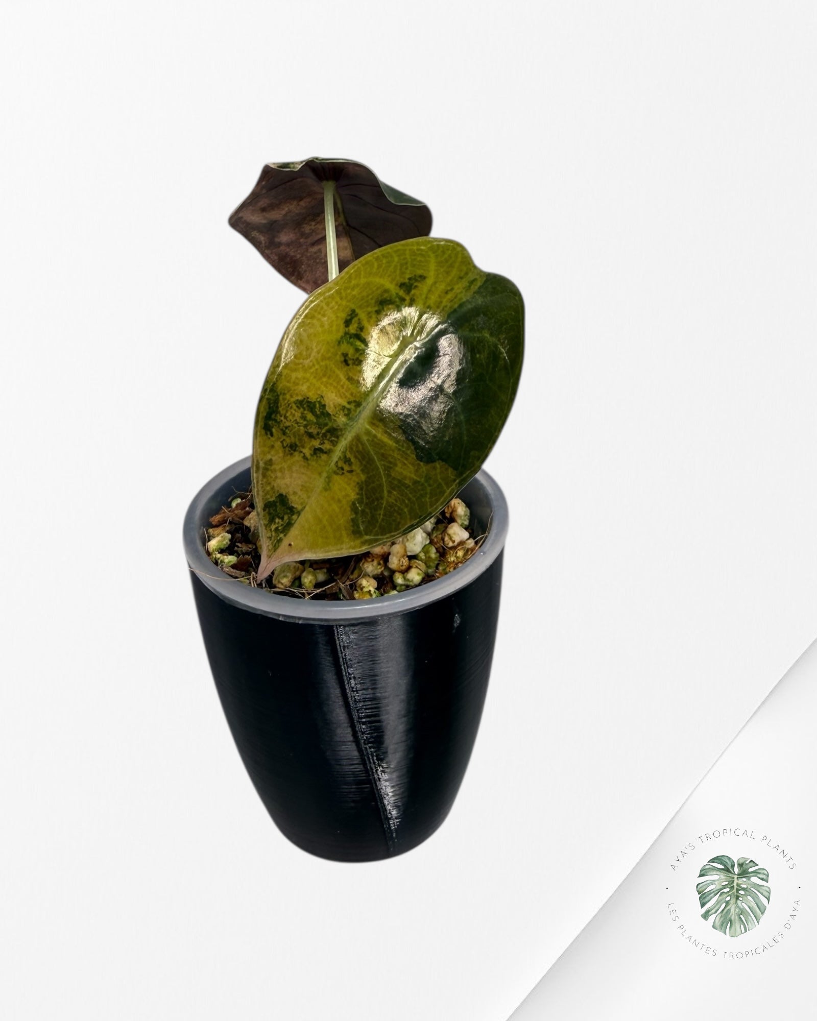 Alocasia Sedenii Aurea Variegated