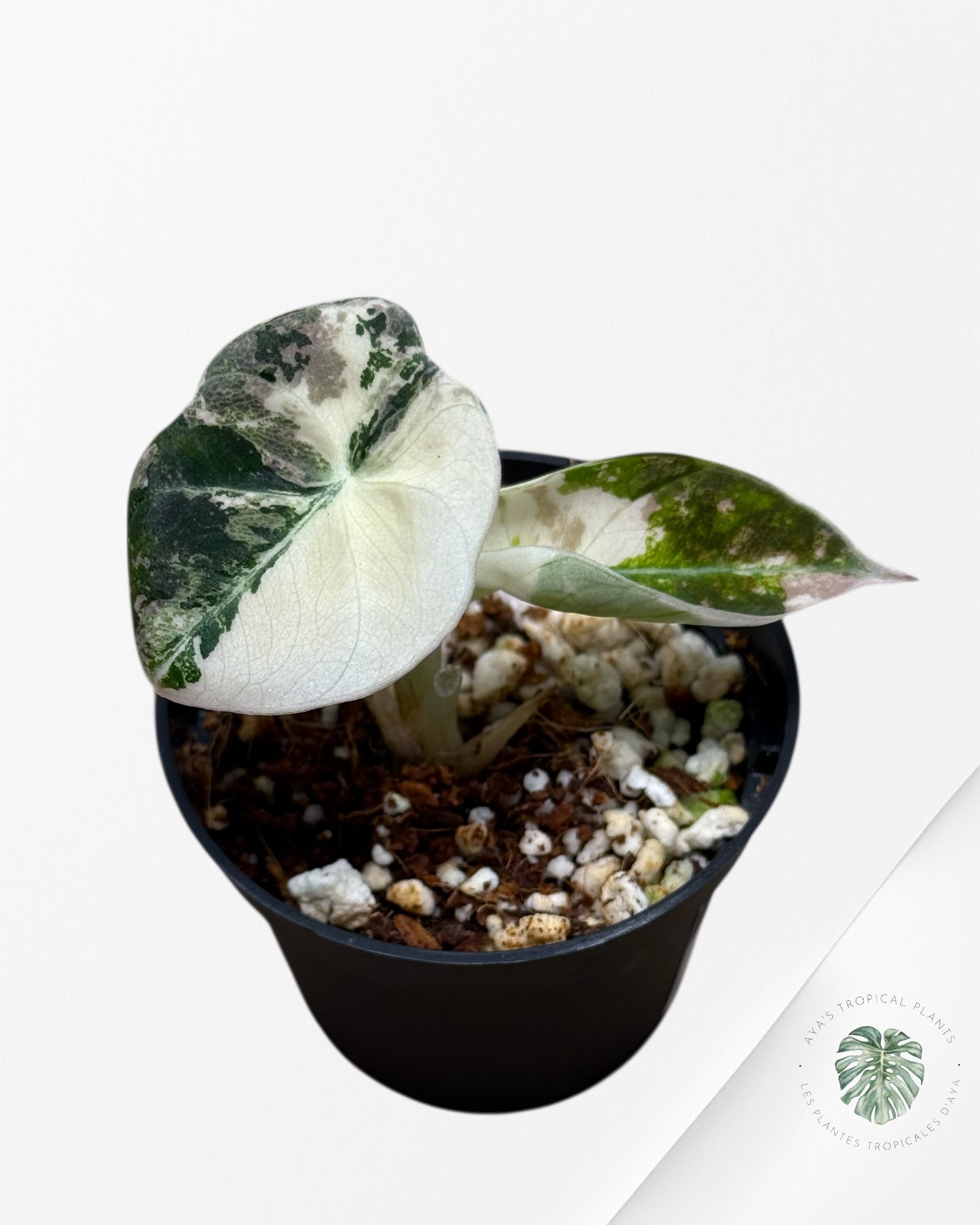 Alocasia Black Velvet Rose Panaché - 22C