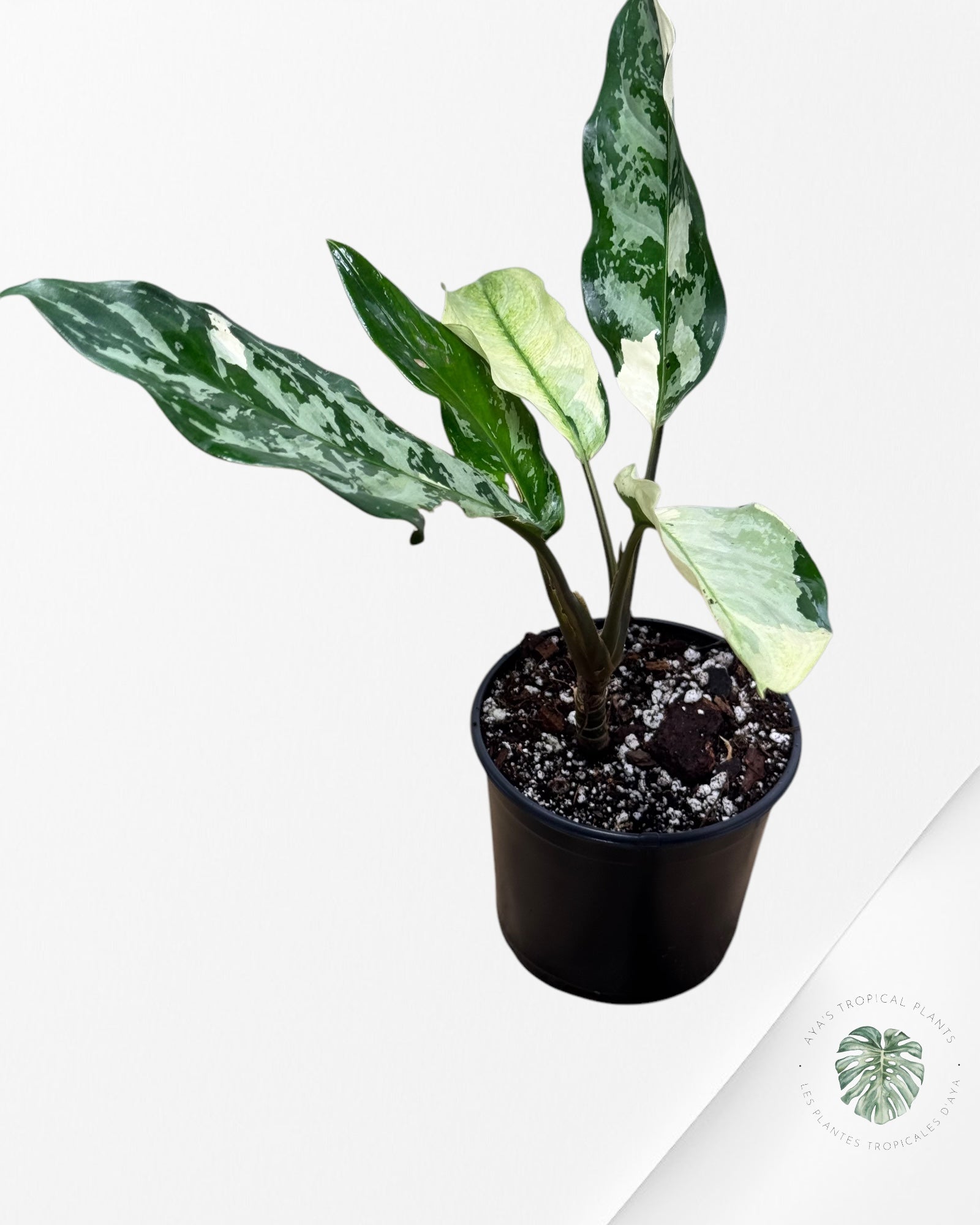 Aglaonema Manila Pride - AMP3