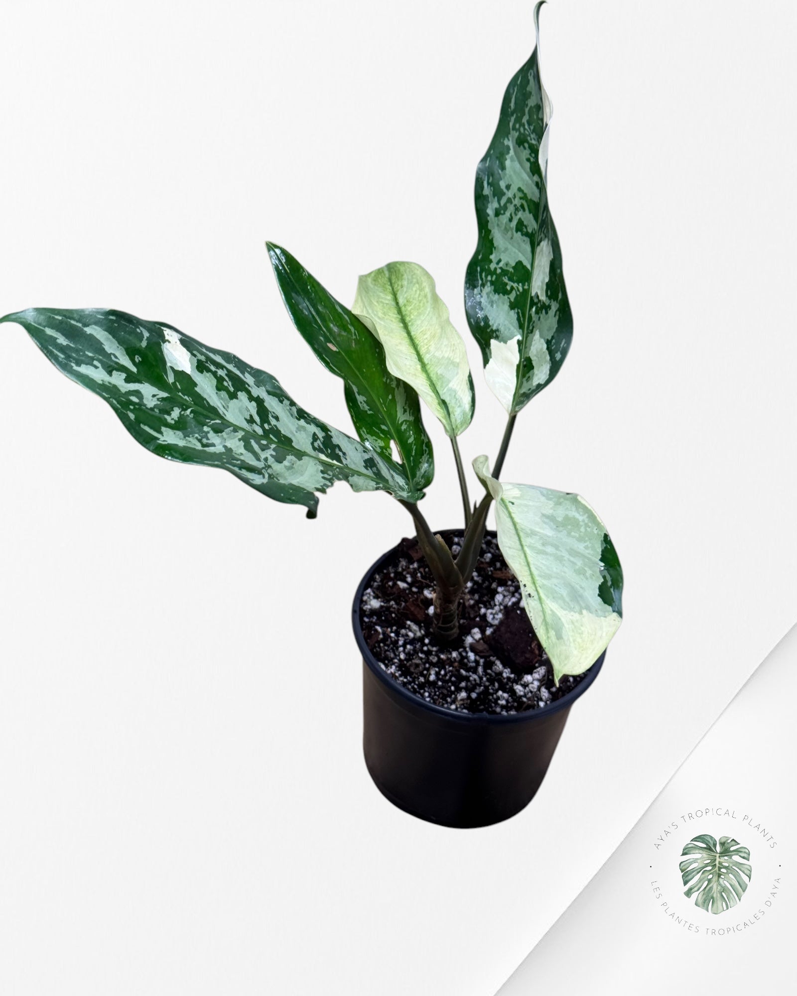 Aglaonema Manila Pride - AMP3