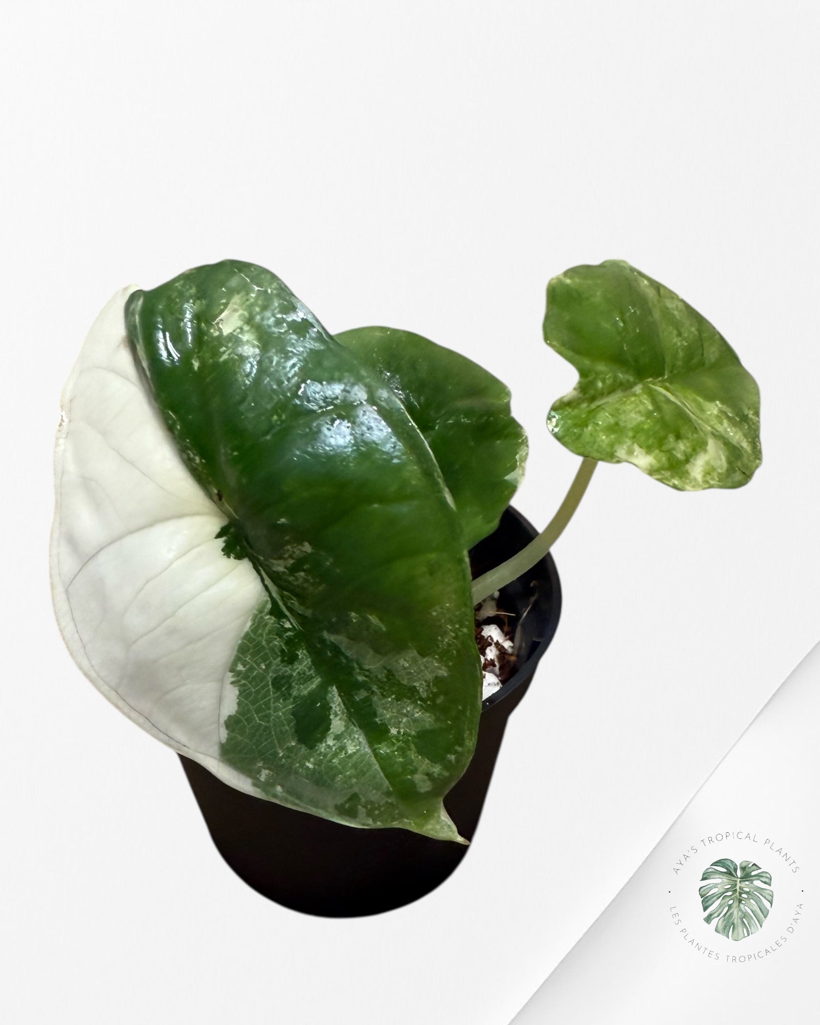 Alocasia Platinum Albo Variegated - 0