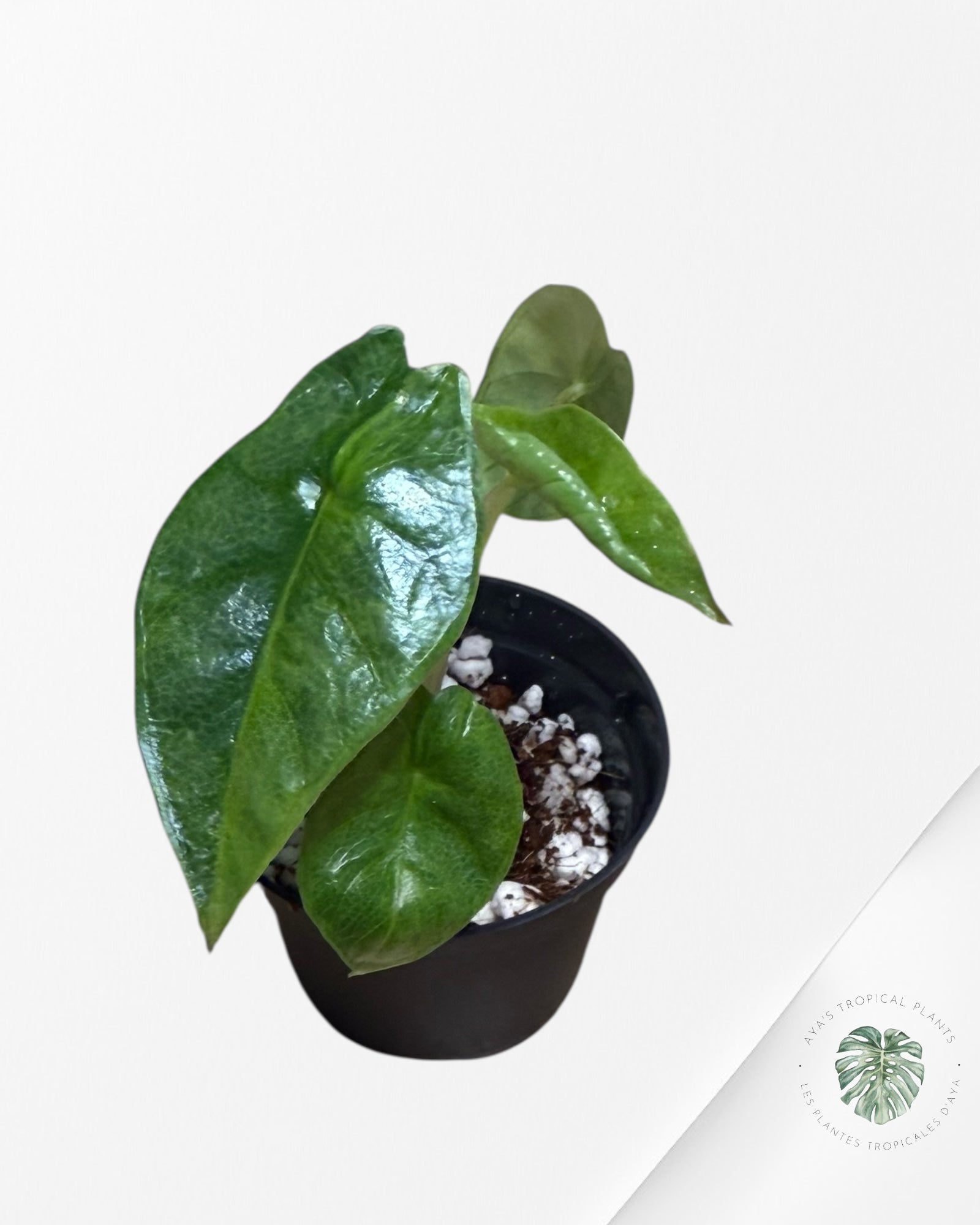 Alocasia Heterophylla Metallic Blue Variegated - 0