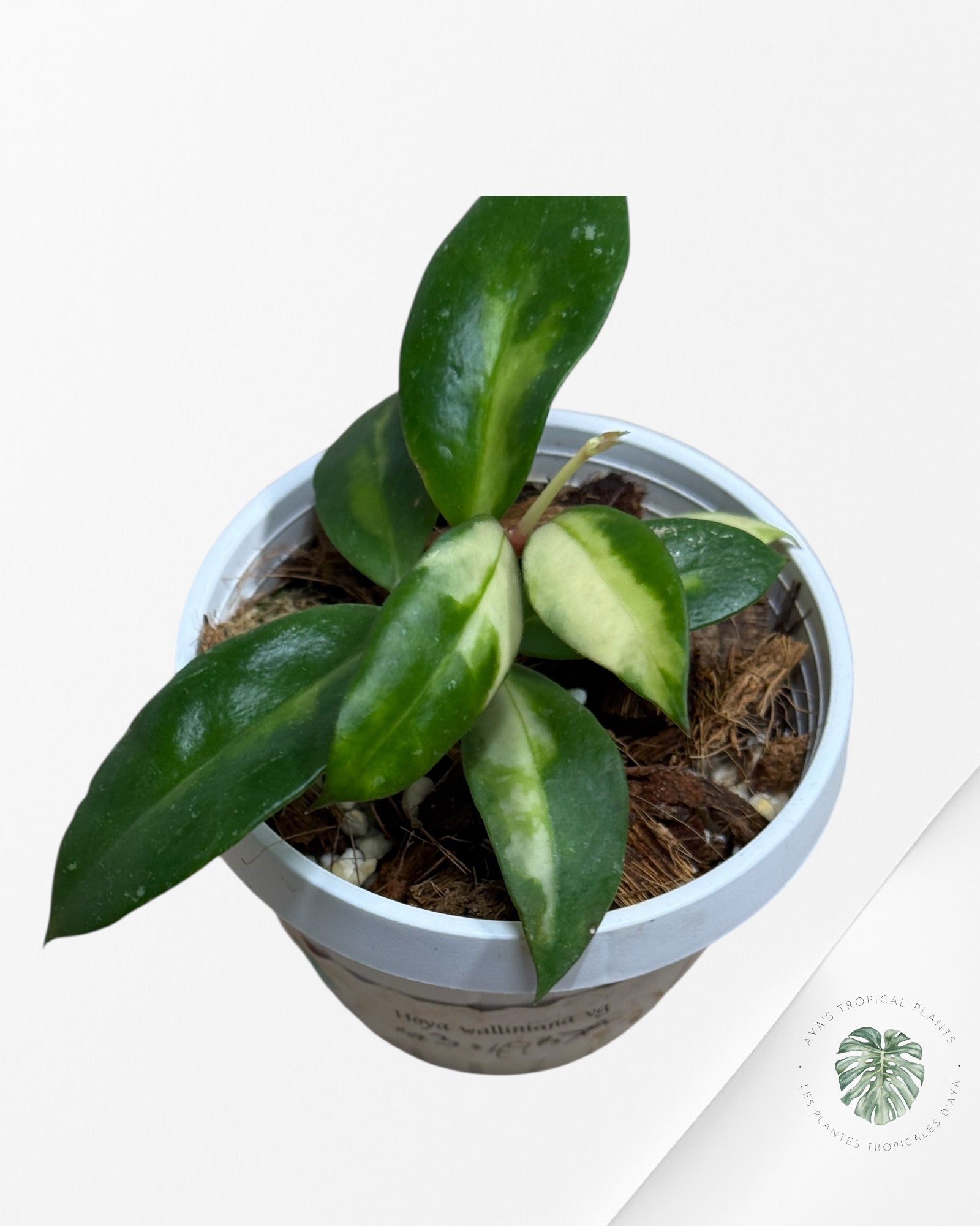 Hoya walliniana variegated - F3