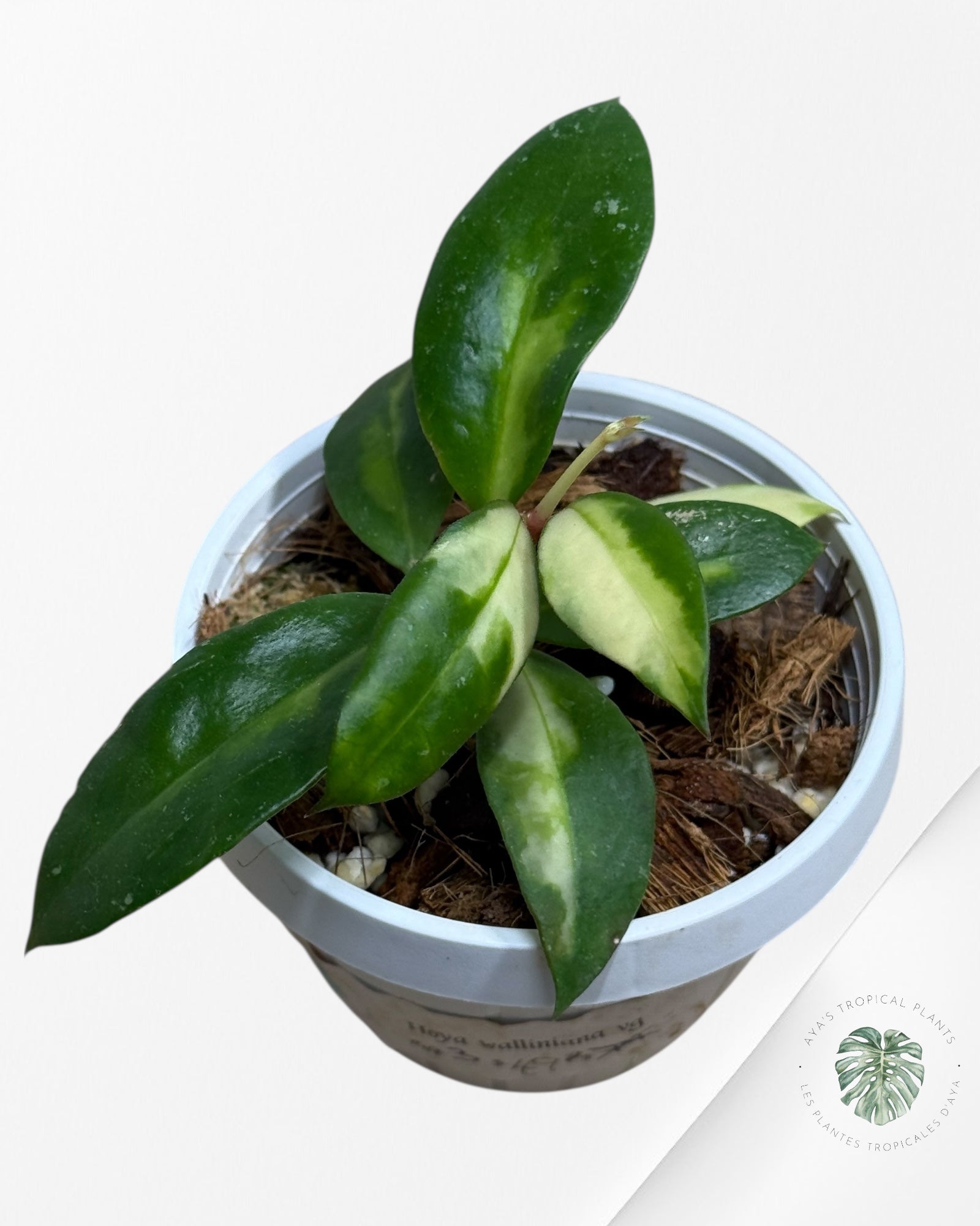 Hoya walliniana variegated - F3