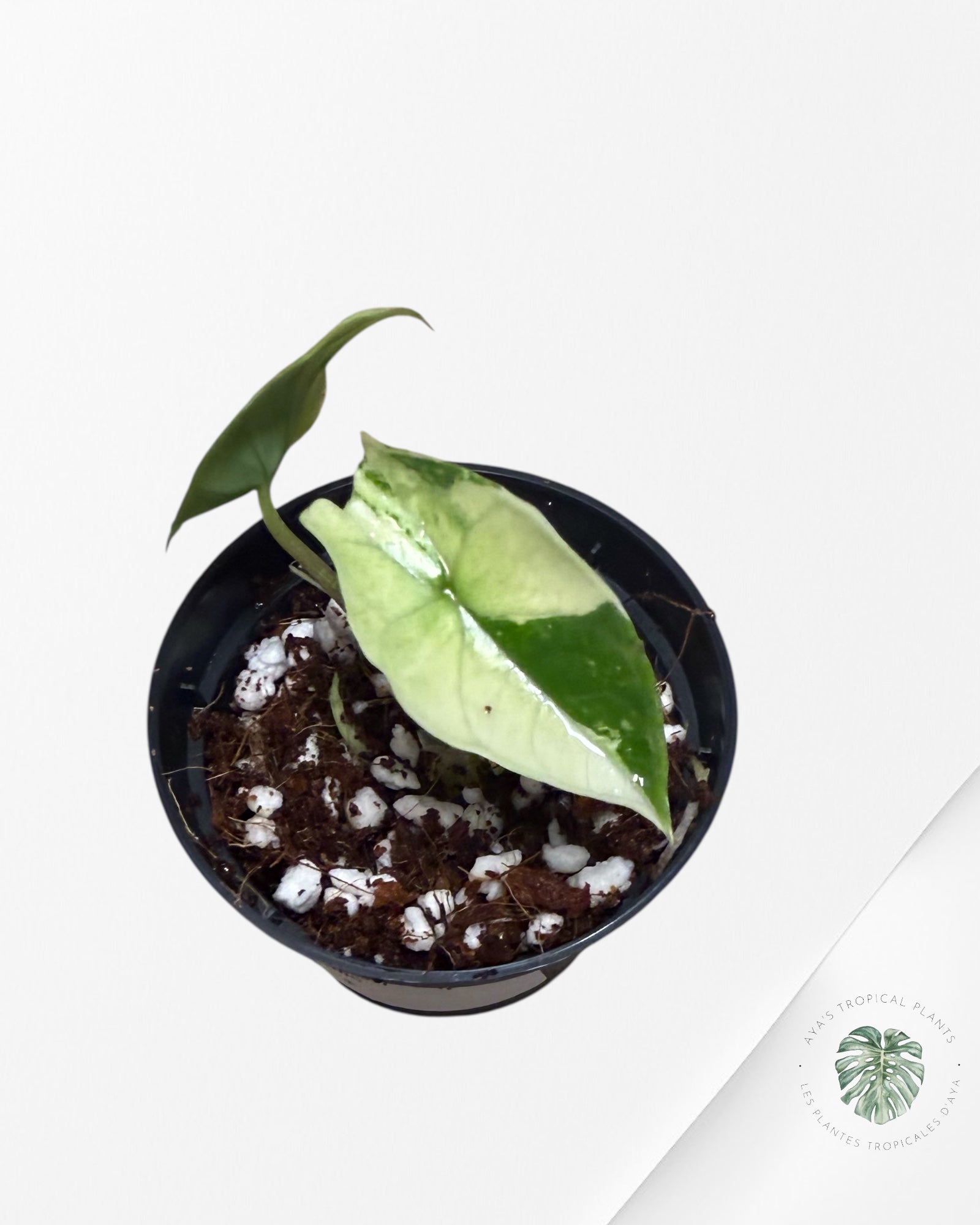 Alocasia Scalprum Albo Variegated - 0
