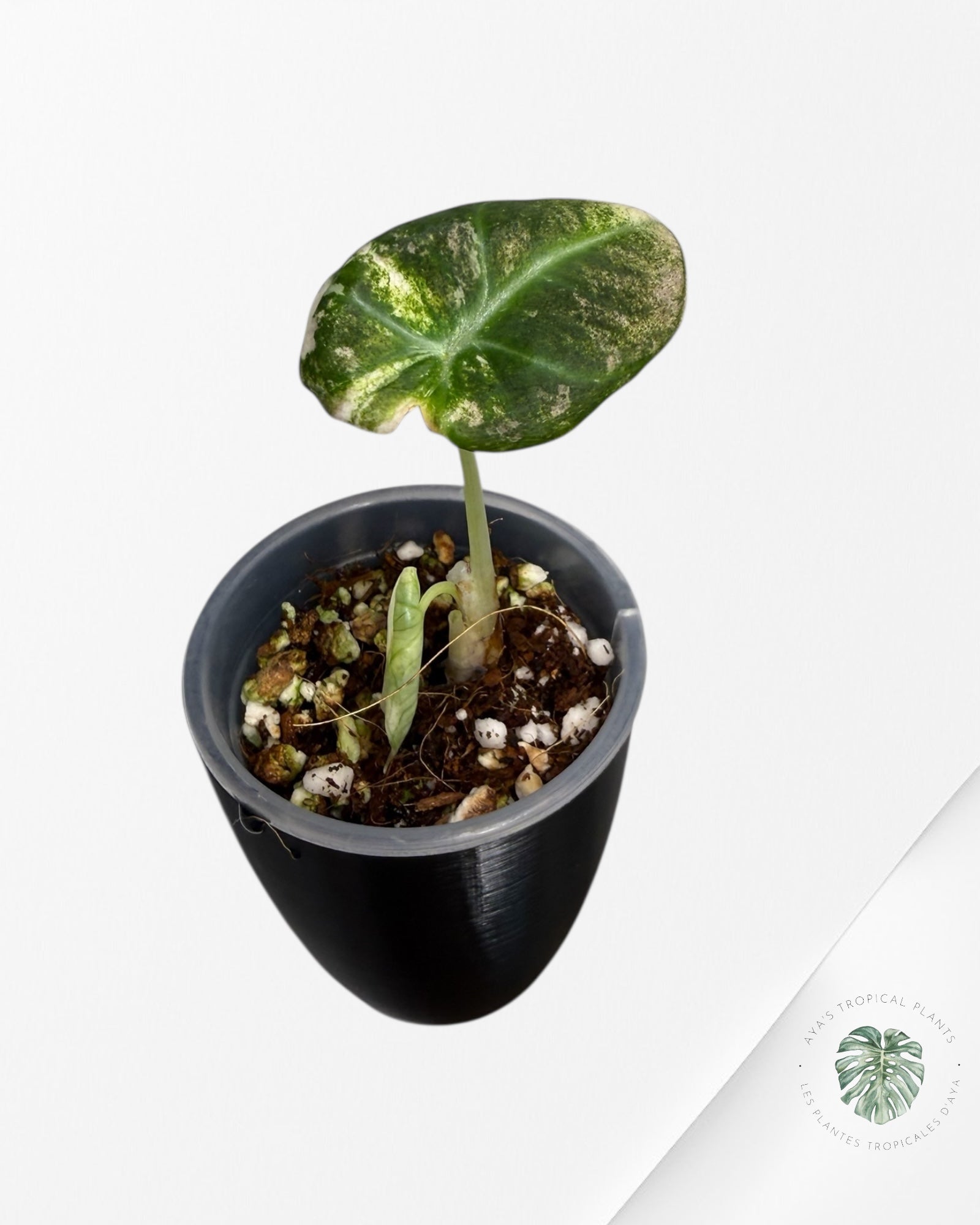 Alocasia Black Velvet Pink