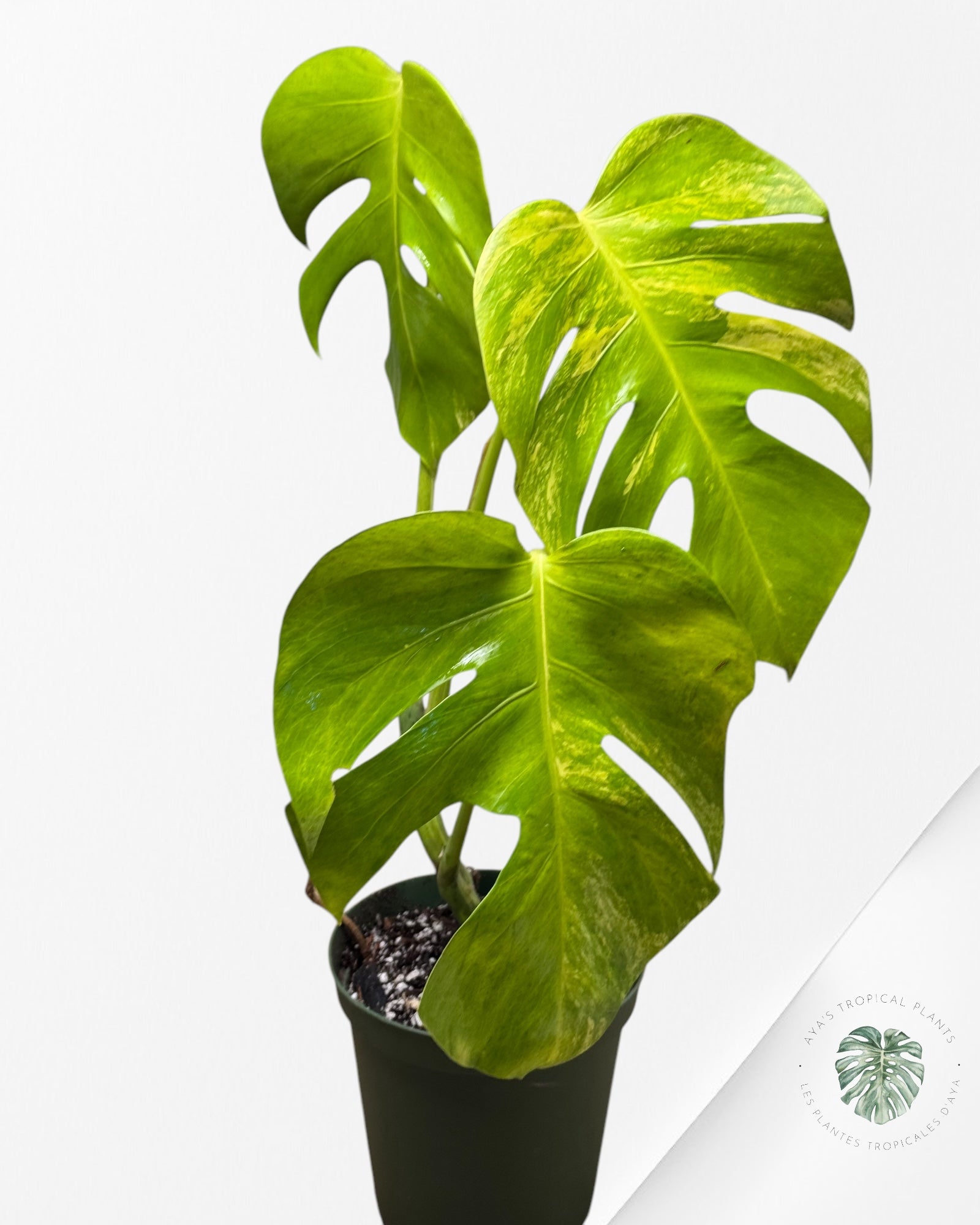 Monstera  Aurea - 100