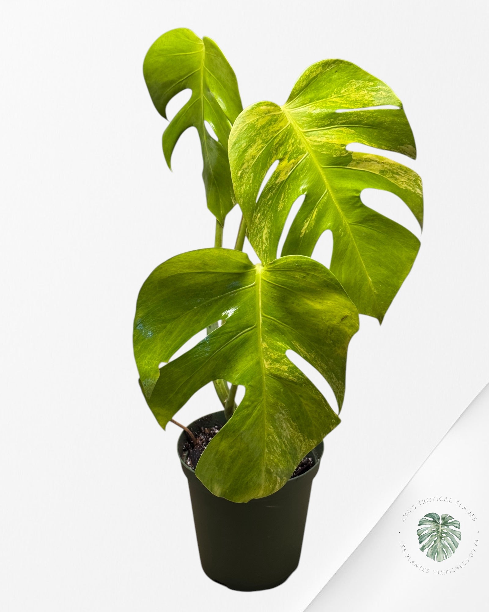 Monstera  Aurea - 100