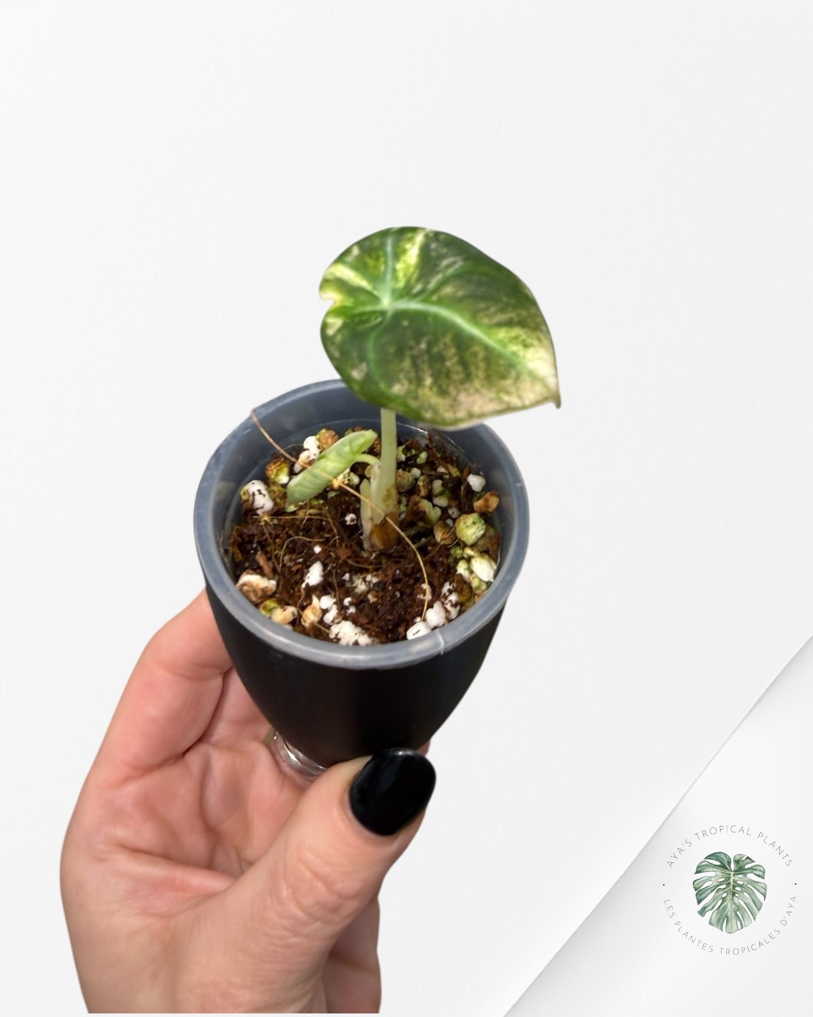 Alocasia Black Velvet Pink