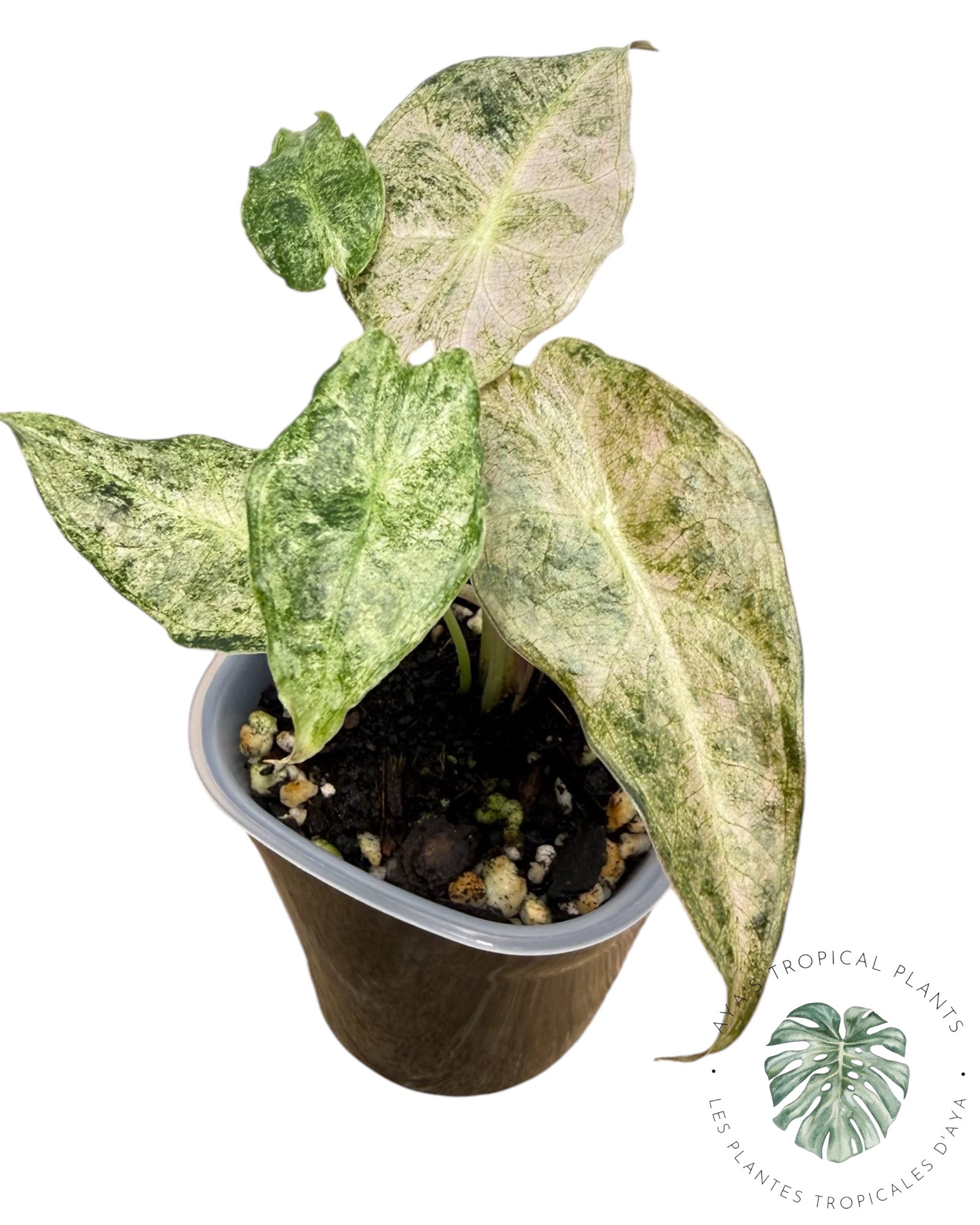 Alocasia Black Satun Pink Stardust Variegated