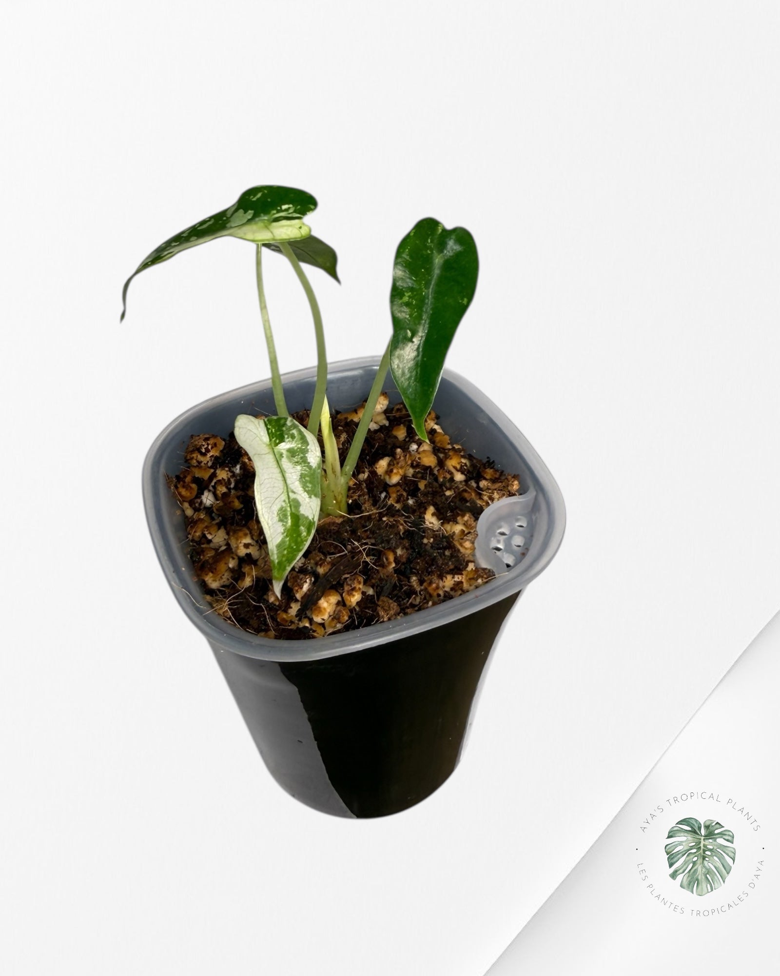 Alocasia Bambino panachée | Plante rare cultivée en culture tropicale | Plantes tropicales d'Aya