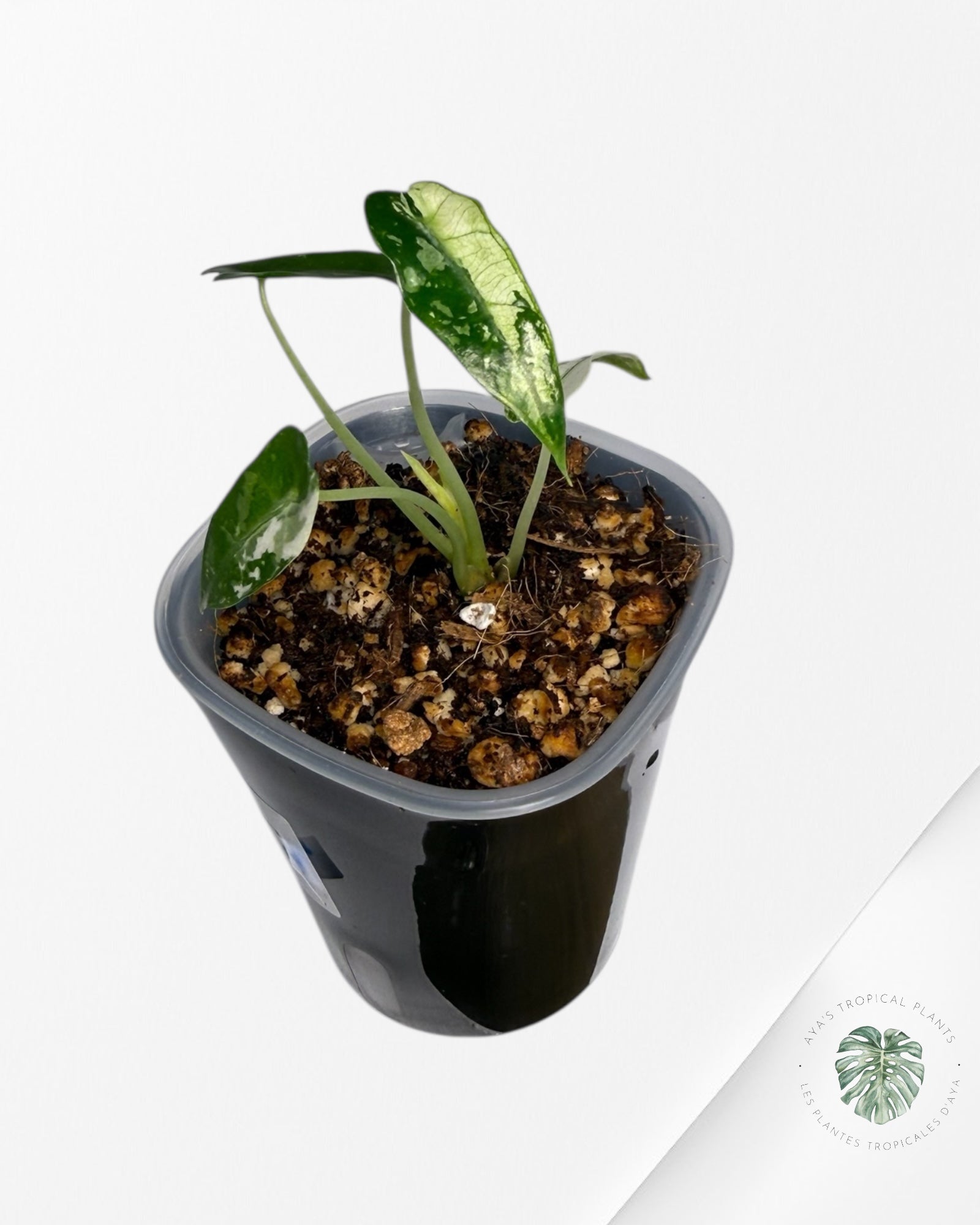 Alocasia Bambino panachée | Plante rare cultivée en culture tropicale | Plantes tropicales d'Aya