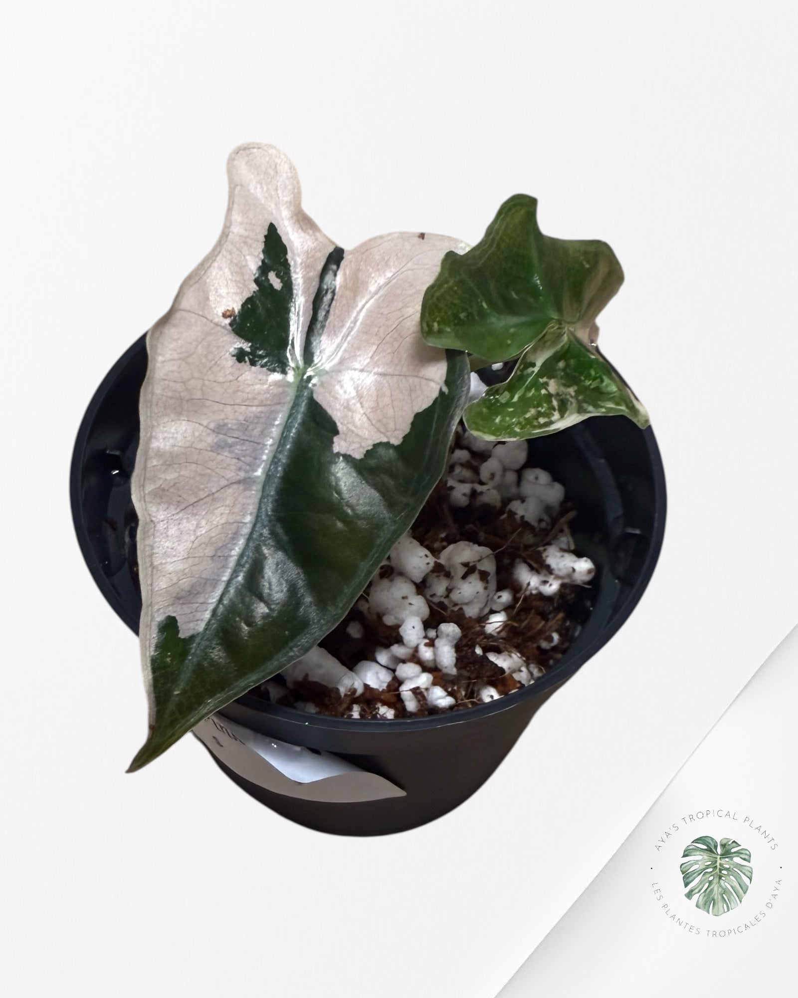 Alocasia Nobilis Albo Variegated - 0