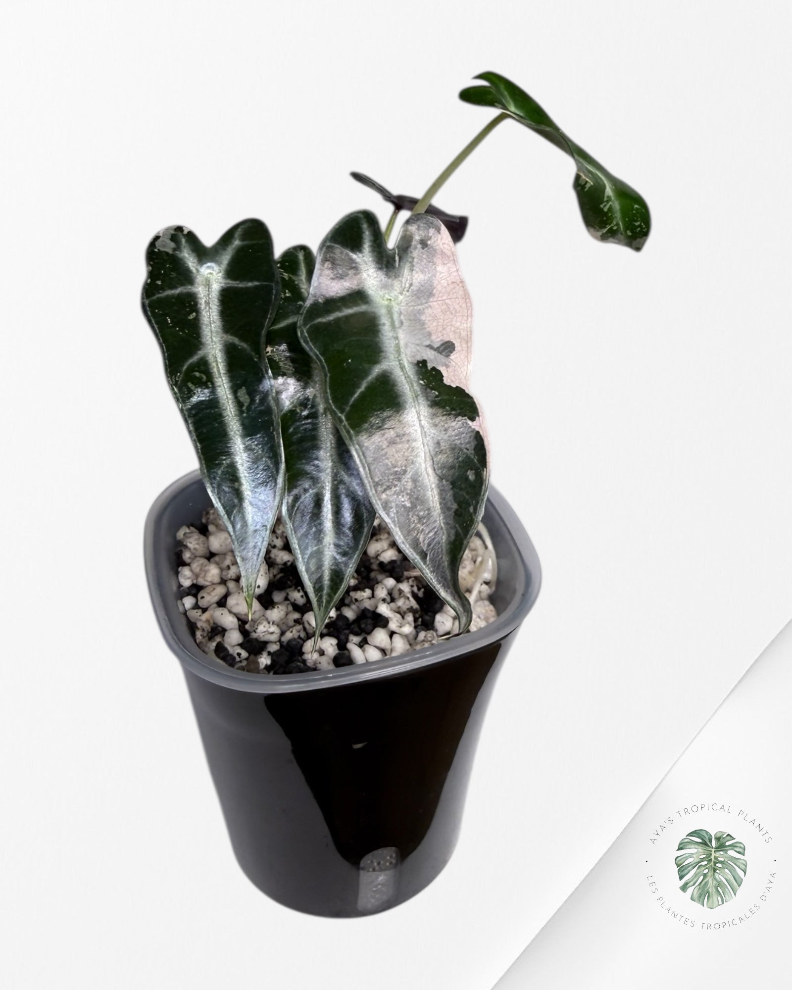 Alocasia Bambino Variagated Pink
