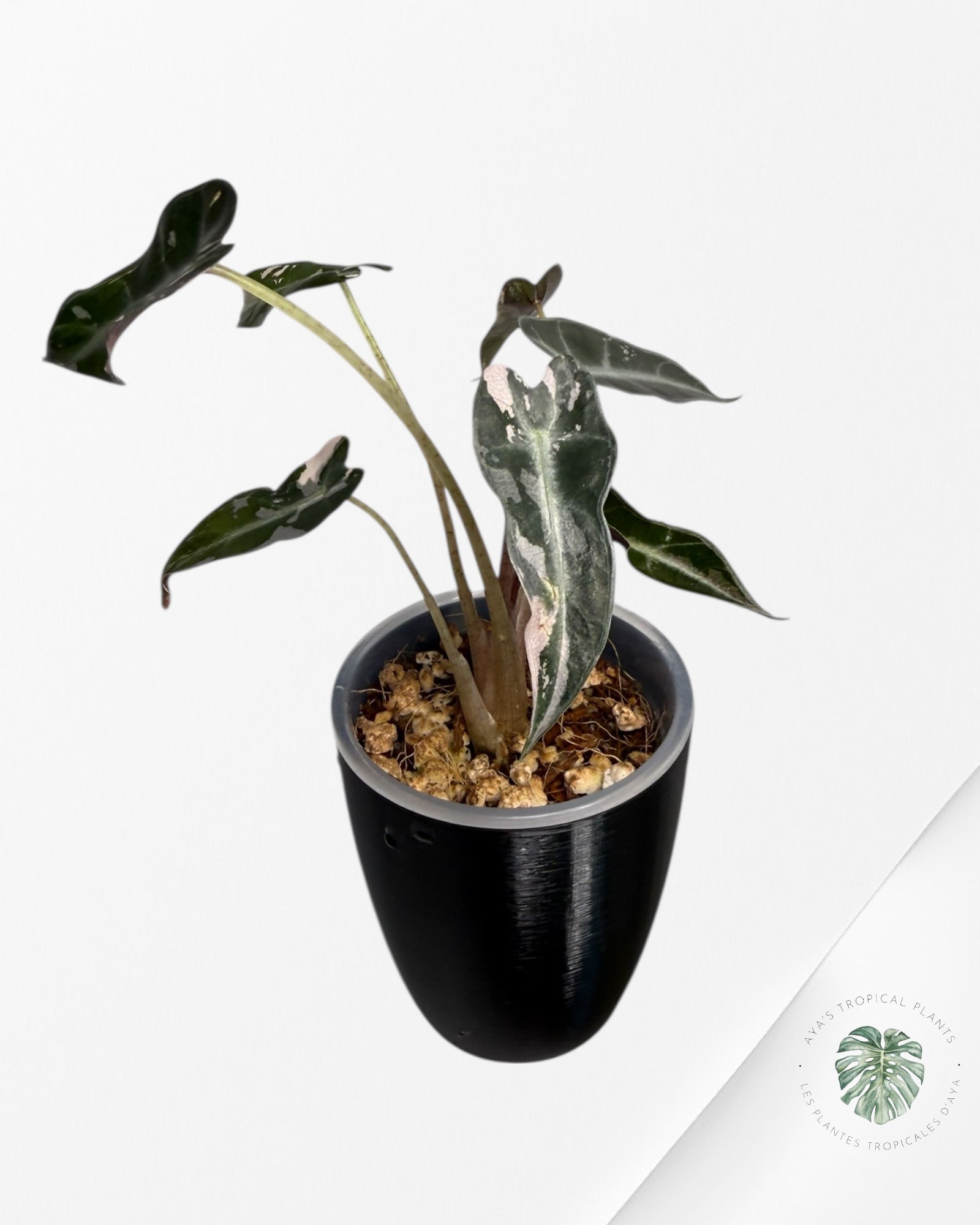 Alocasia Bambino Variegated Pink