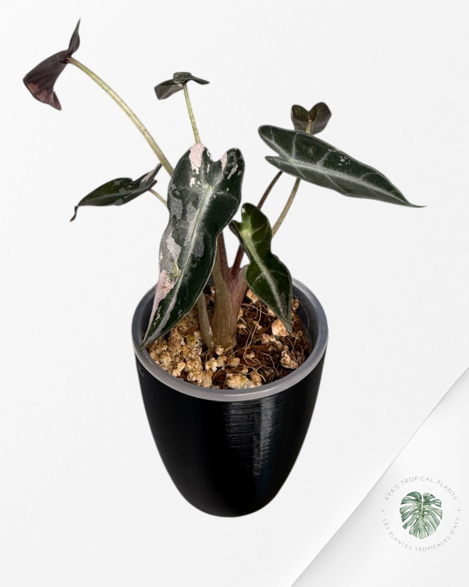 Alocasia Bambino Variegated Pink