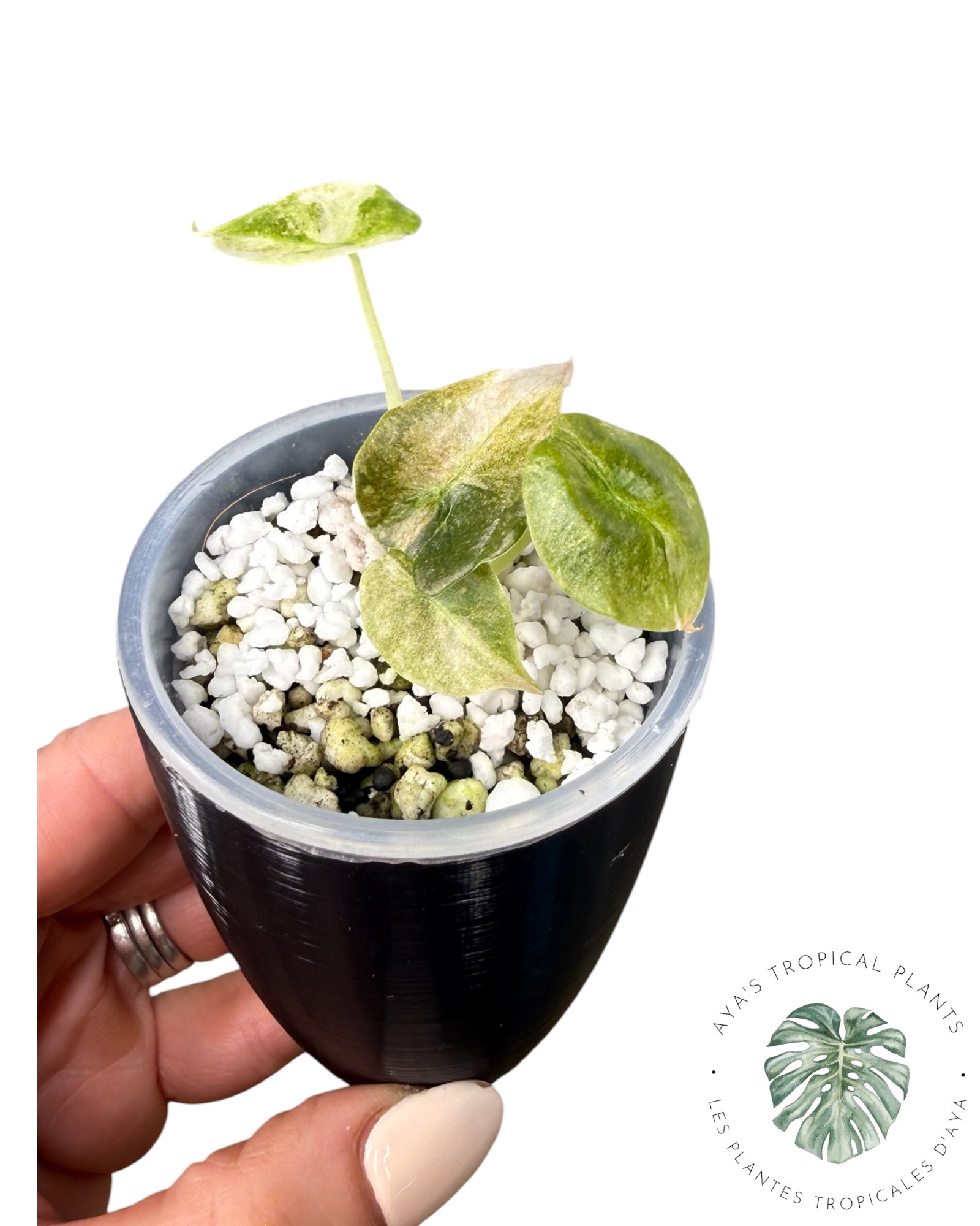 Alocasia Cuprea Pink Mint