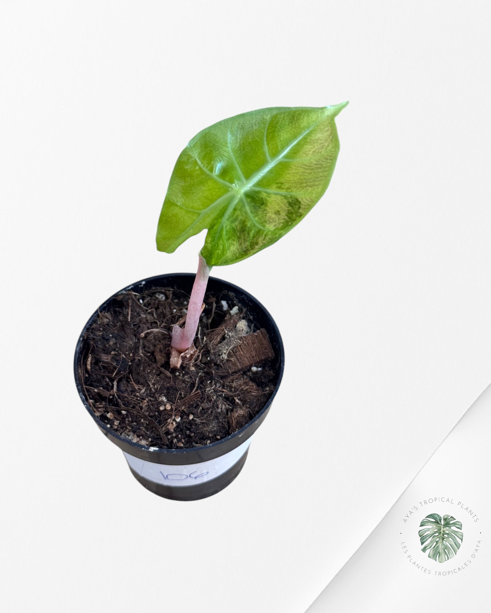 Alocasia 'Nairobi Night' Variegated-LU3