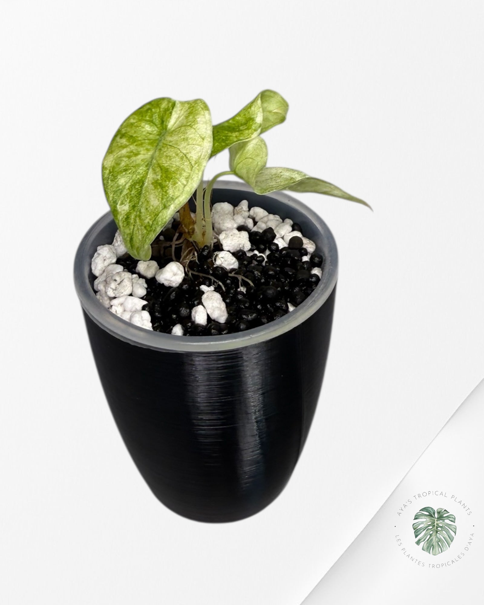 Alocasia Watsoniana Pink *Glossy