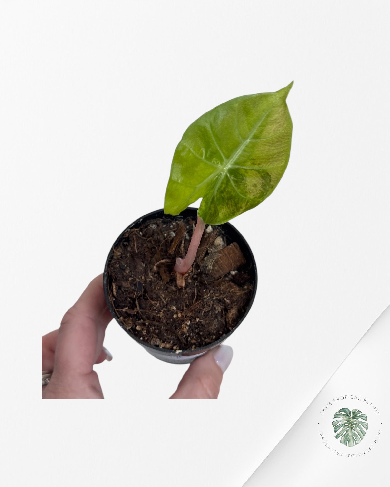 Alocasia 'Nairobi Night' Variegated-LU3