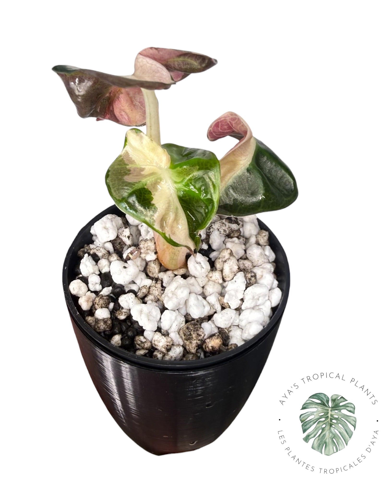 Alocasia Heart Balloon Pink variegated