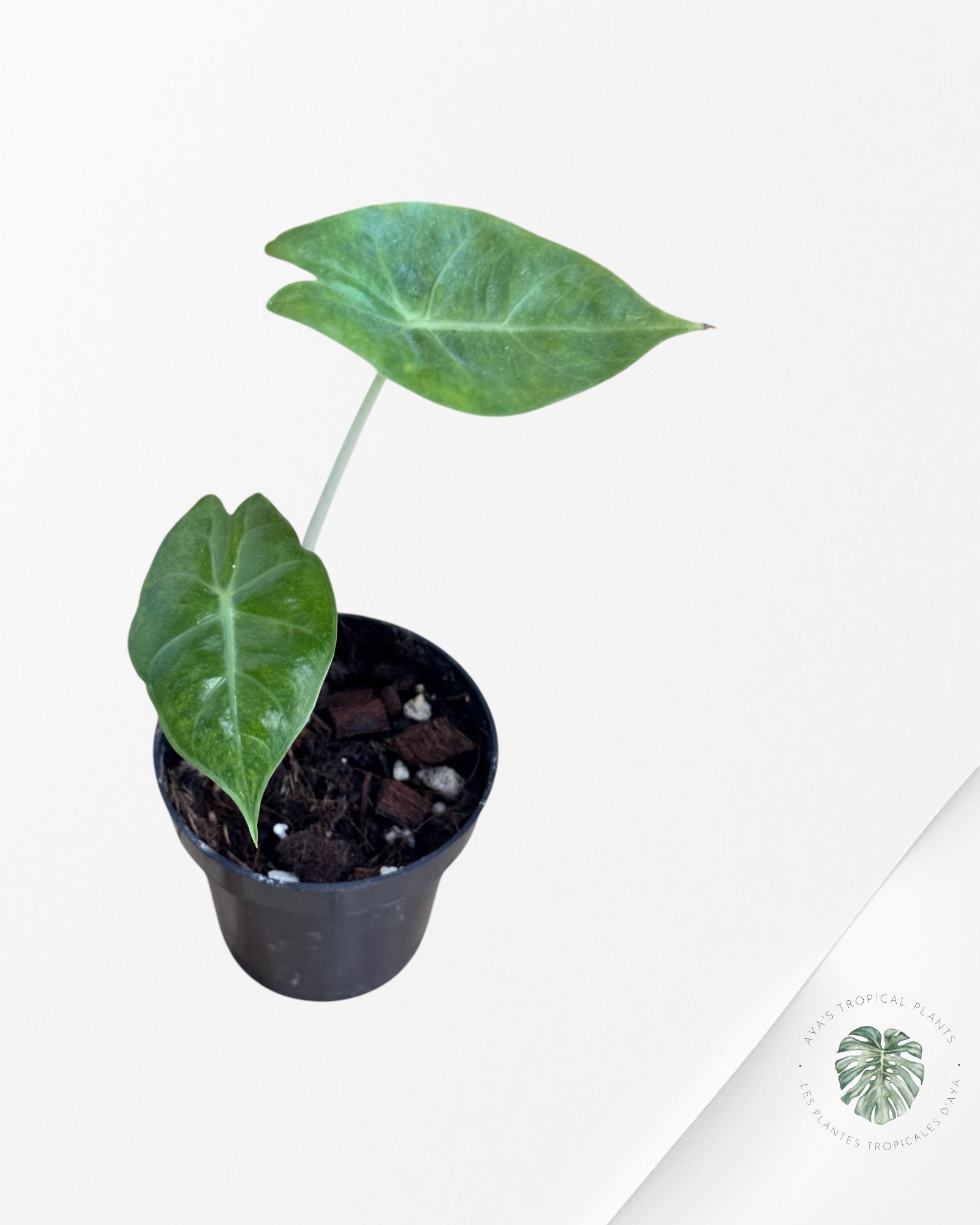 Alocasia 'Nairobi Night' Variegated-LU1