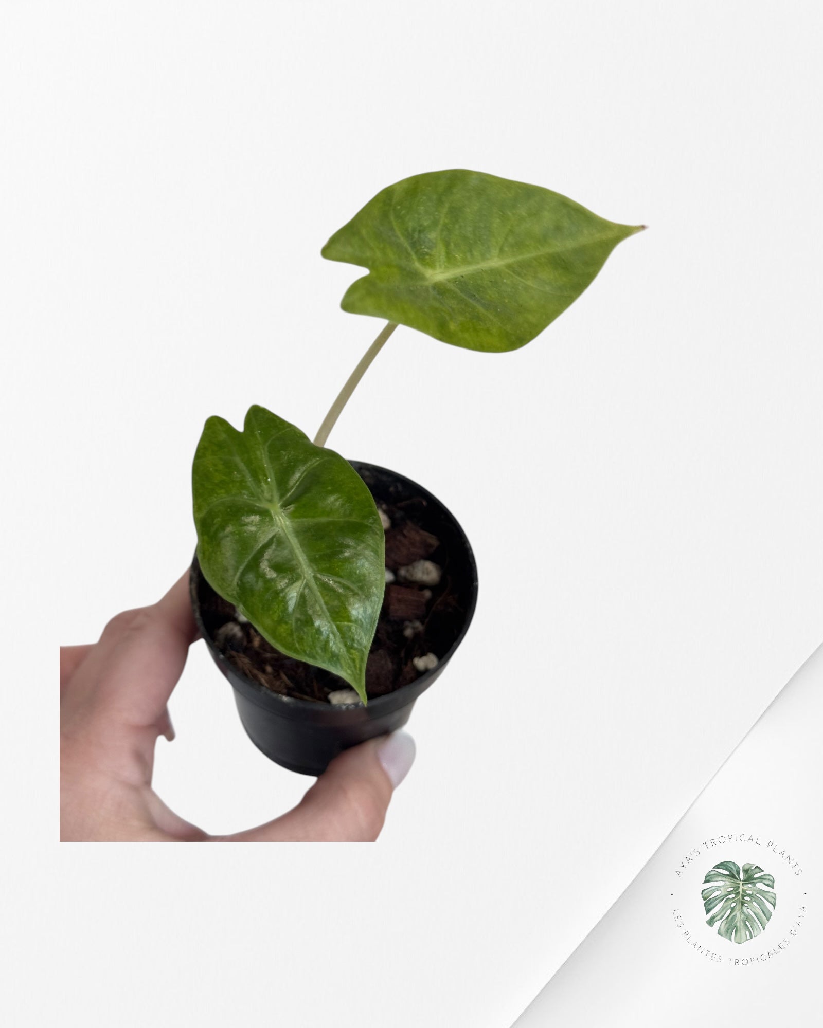 Alocasia 'Nairobi Night' Variegated-LU1