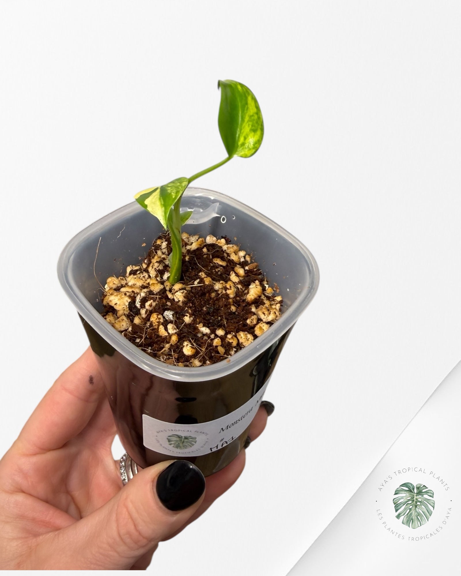 Monstera Deliciosa 'Yellow Marilyn'