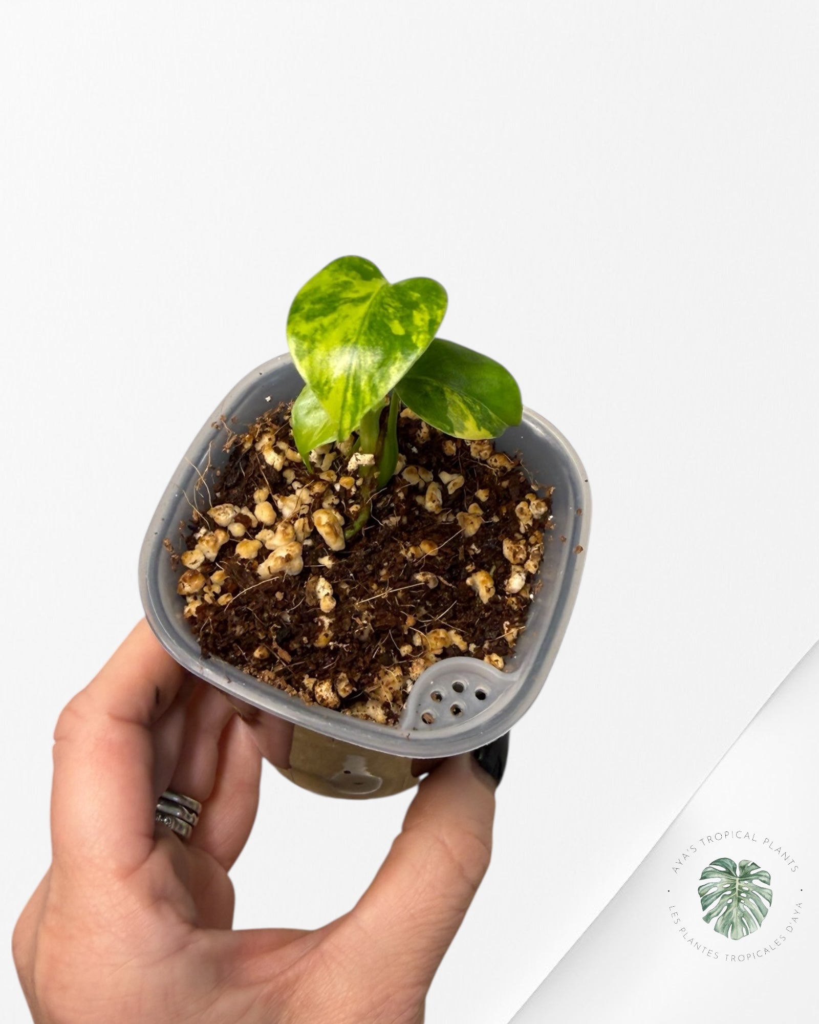 Monstera Deliciosa 'Yellow Marilyn'