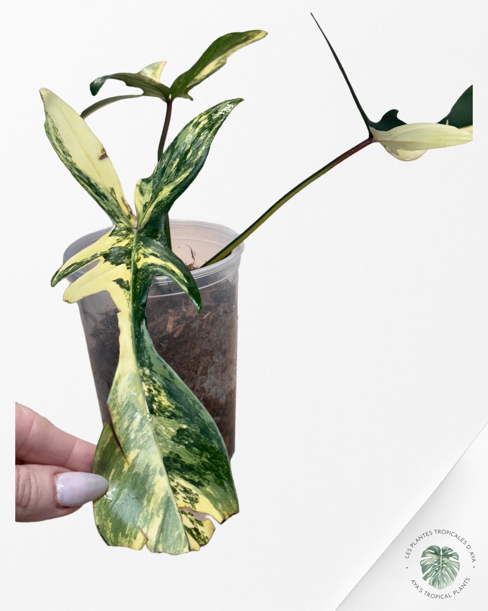 Philodendron Florida Beauty - V213