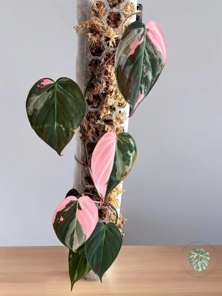 Philodendron Real Pink Micans