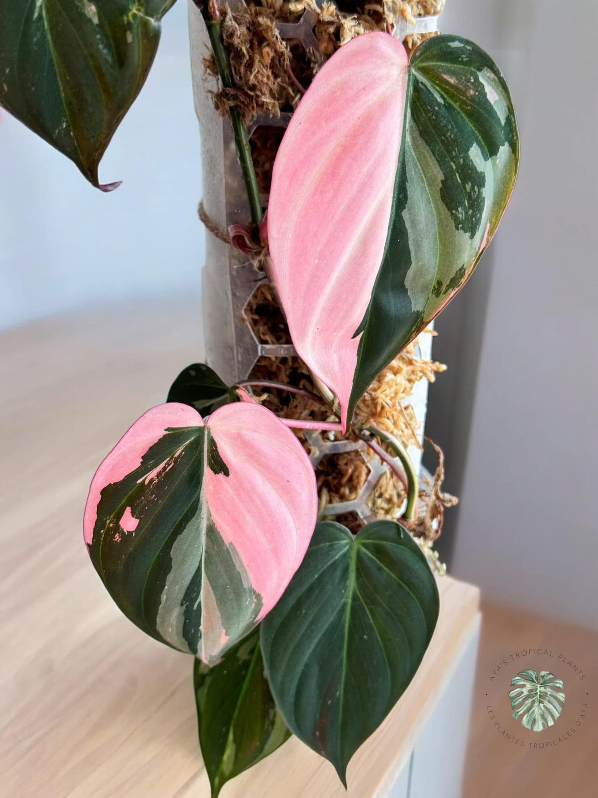 Philodendron Real Pink Micans