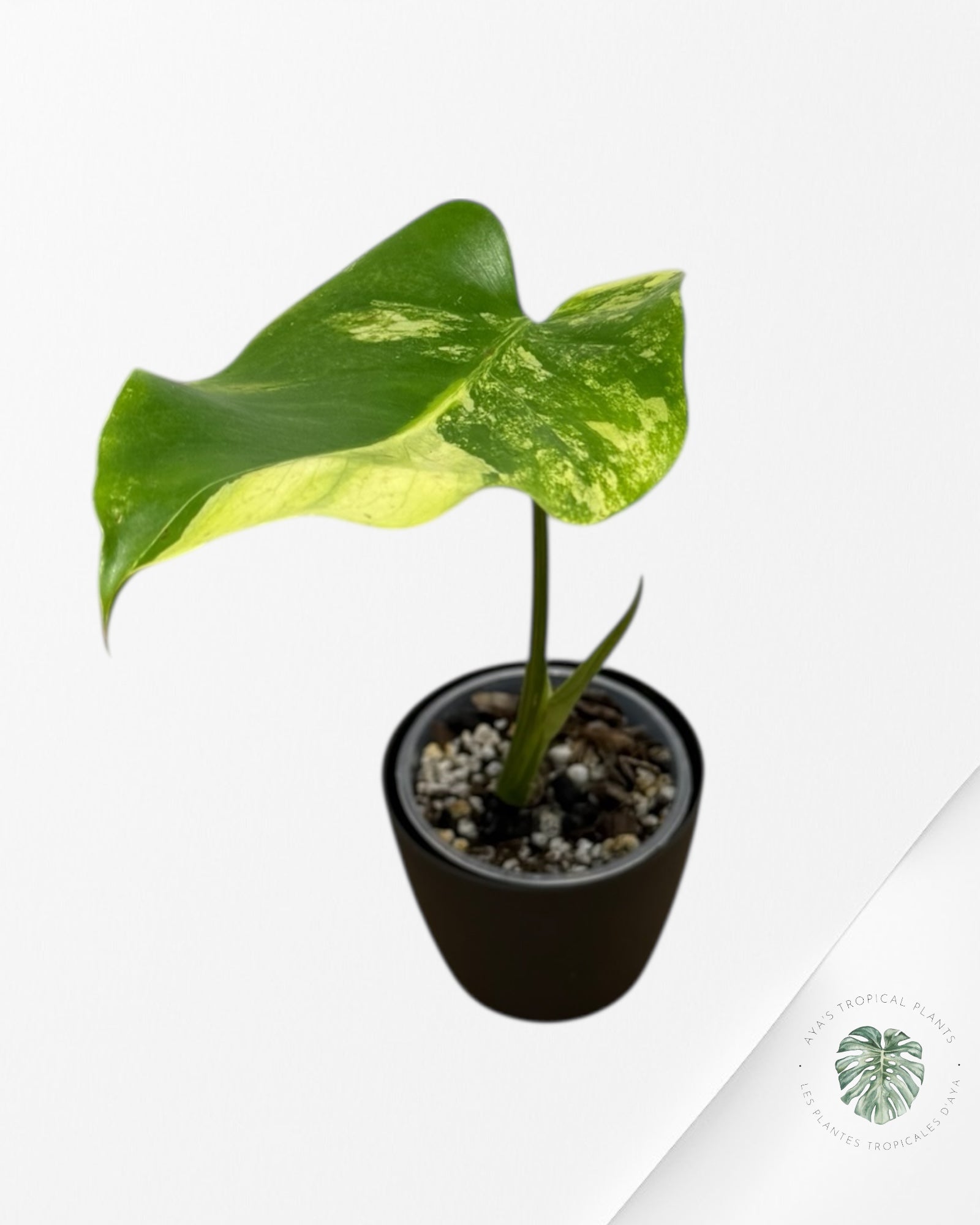 Monstera Deliciosa Pom Pom