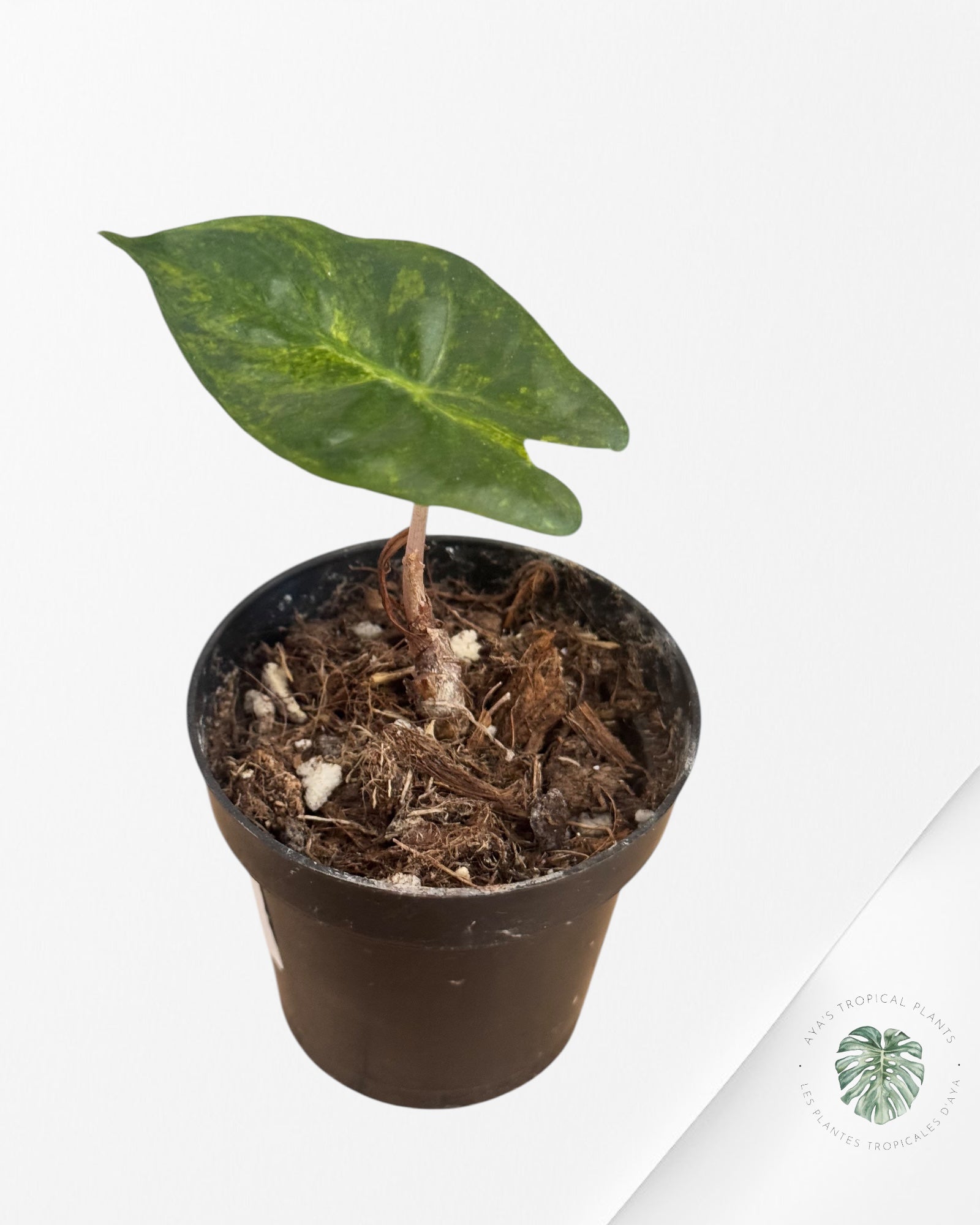 Alocasia 'Nairobi Night' Variegated-LU