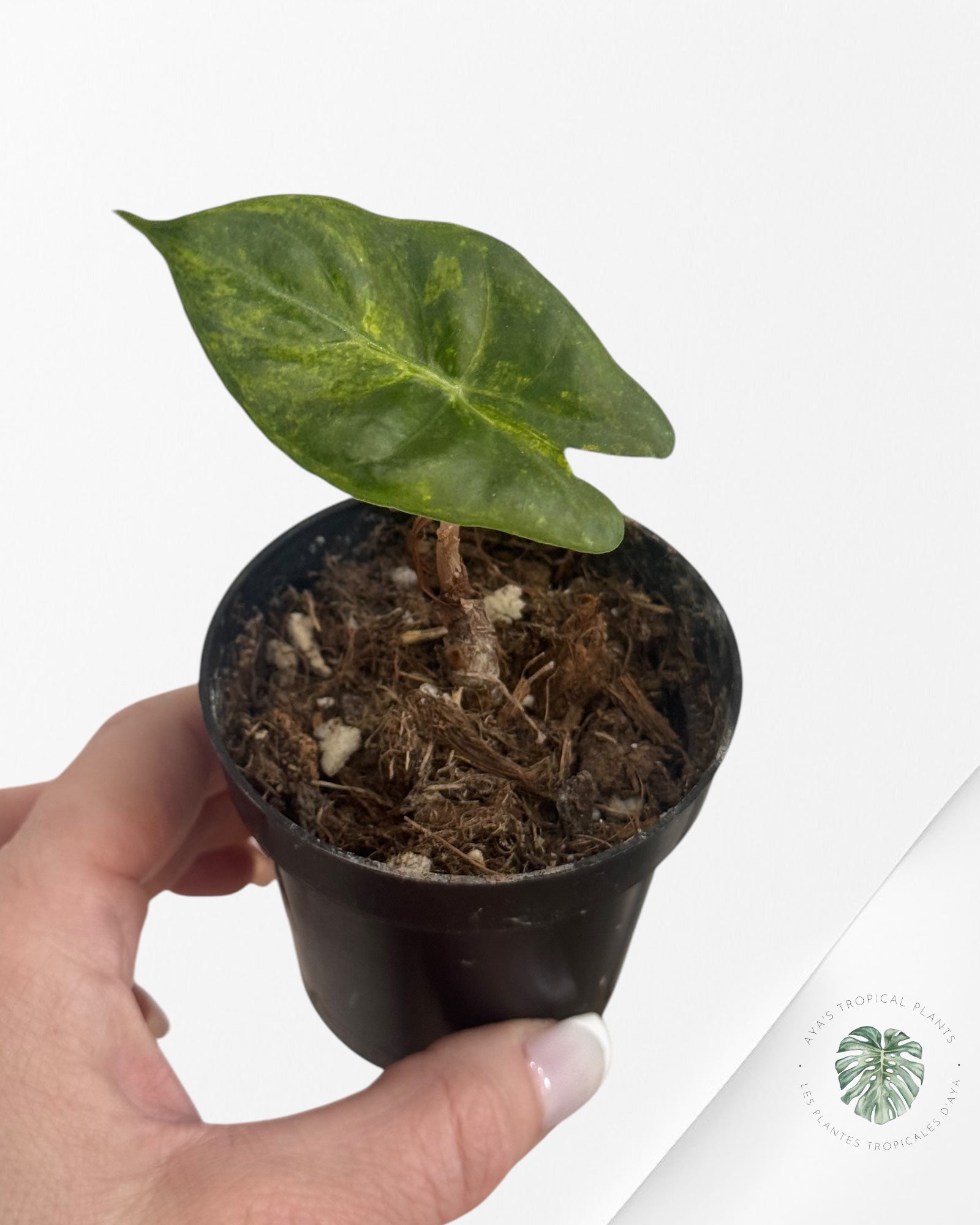Alocasia 'Nairobi Night' Variegated-LU