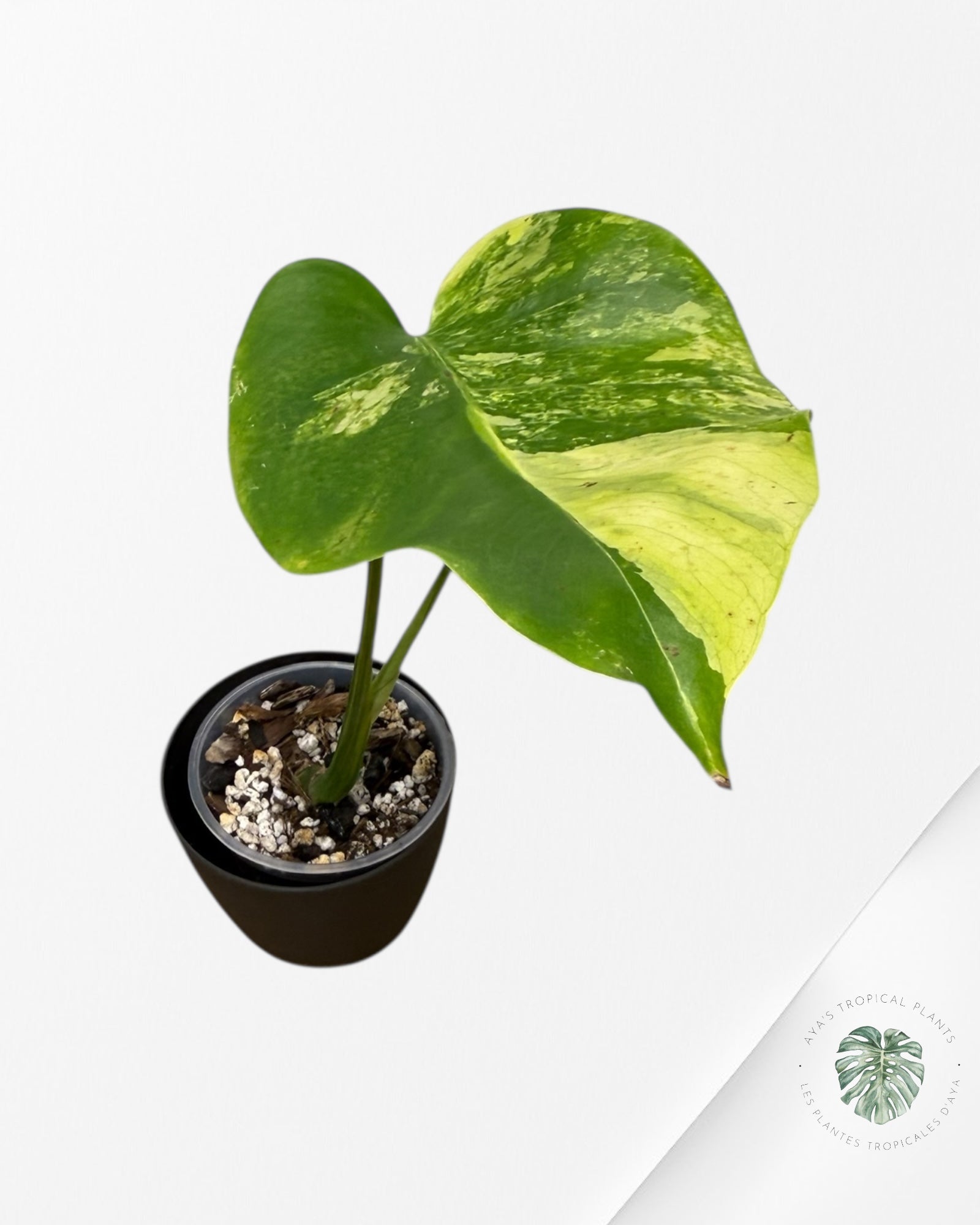 Monstera Deliciosa Pom Pom