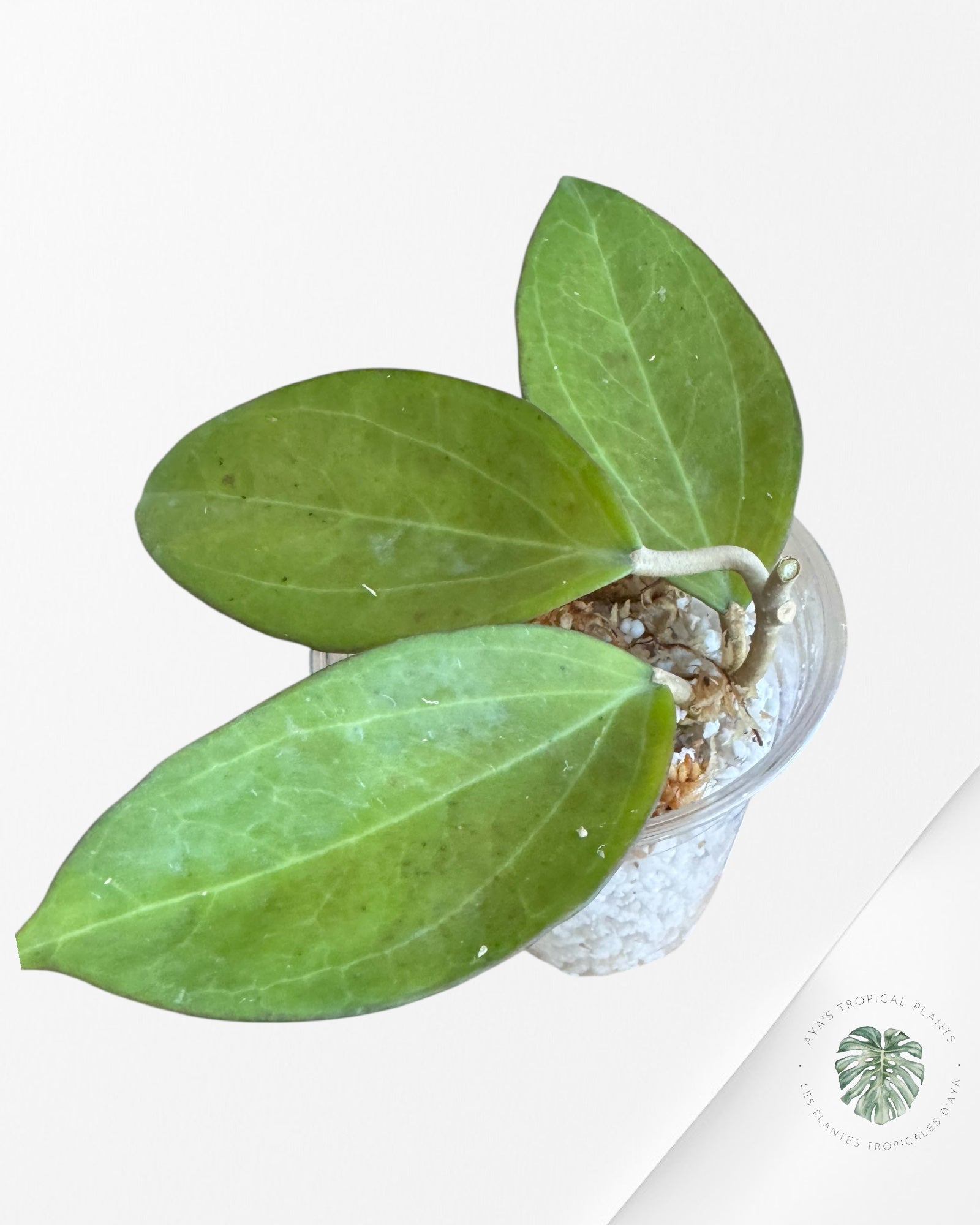 Hoya patcharawalai 023 (H. icensis) - F10